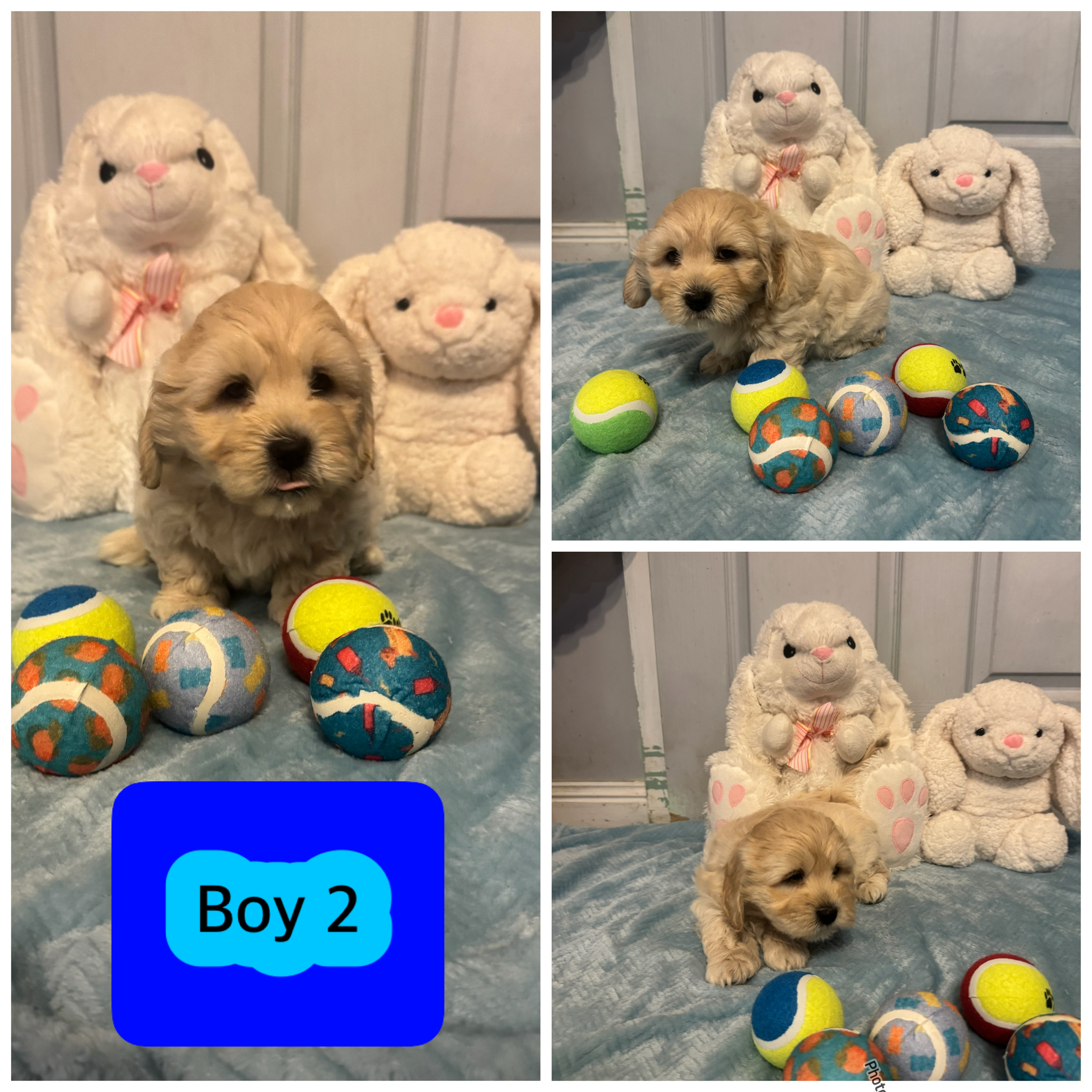 Adorable Maltese Shih Tzu Puppies — photo 3