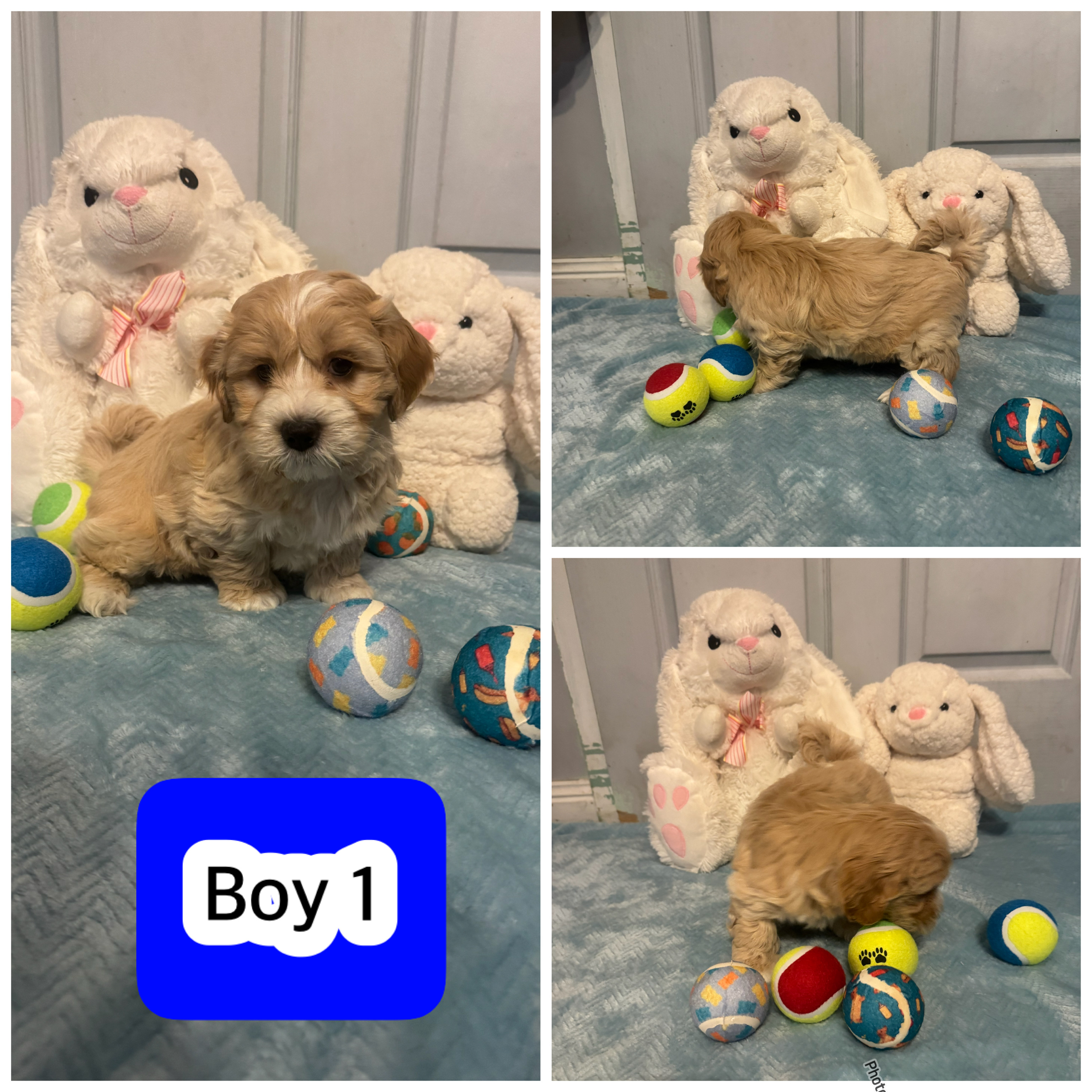 Adorable Maltese Shih Tzu Puppies — photo 1