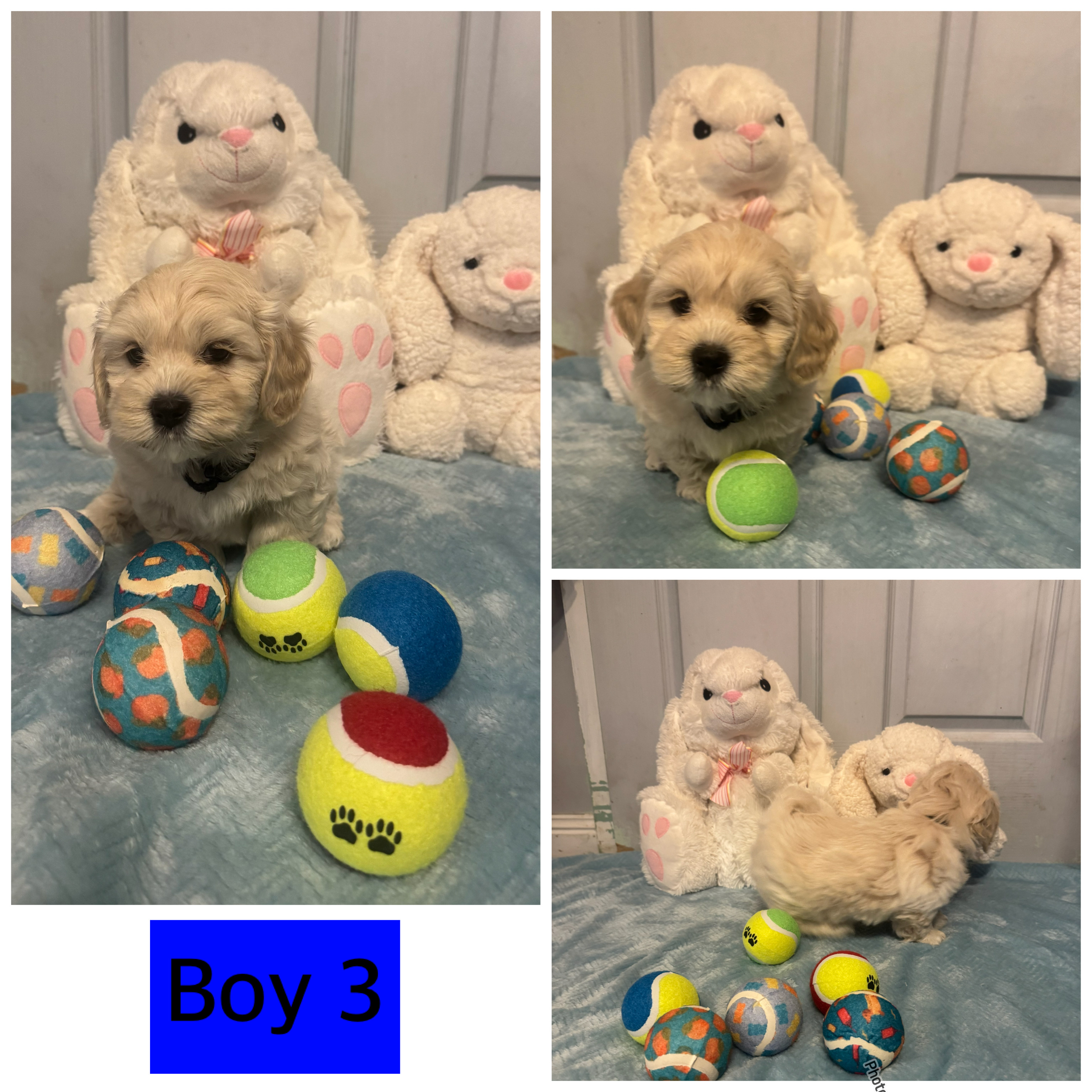 Adorable Maltese Shih Tzu Puppies — photo 5