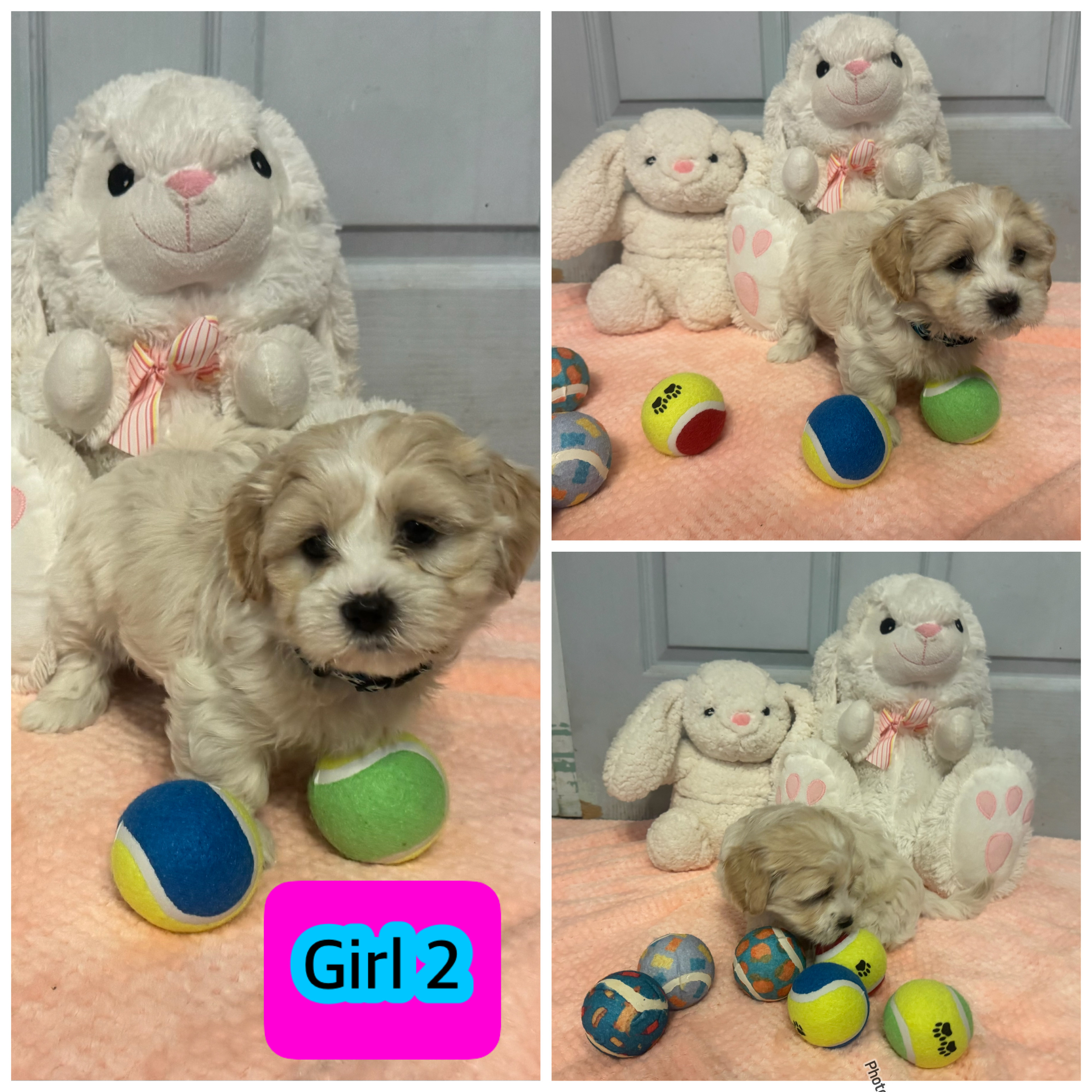 Adorable Maltese Shih Tzu Puppies — photo 4