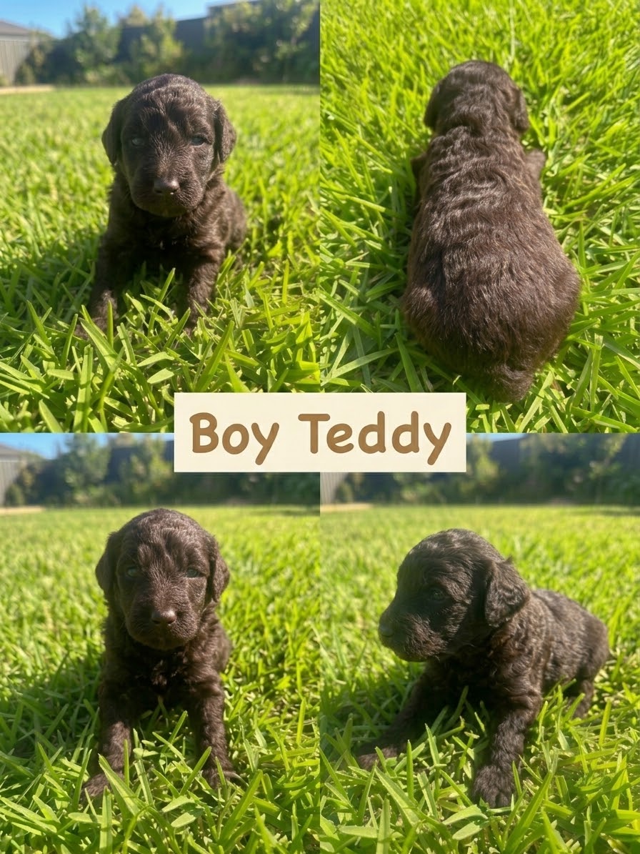 Puppy 2