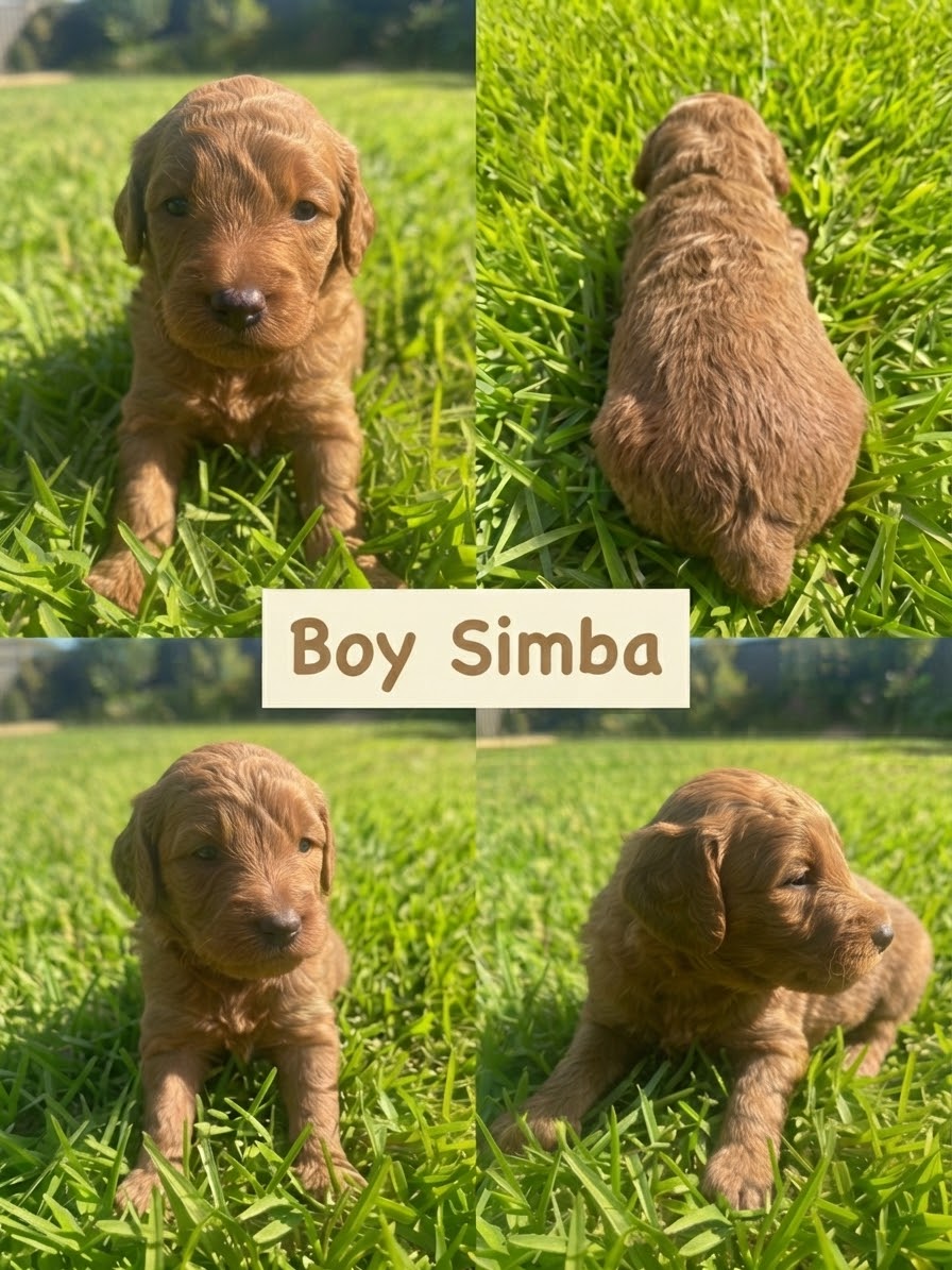 Puppy 3