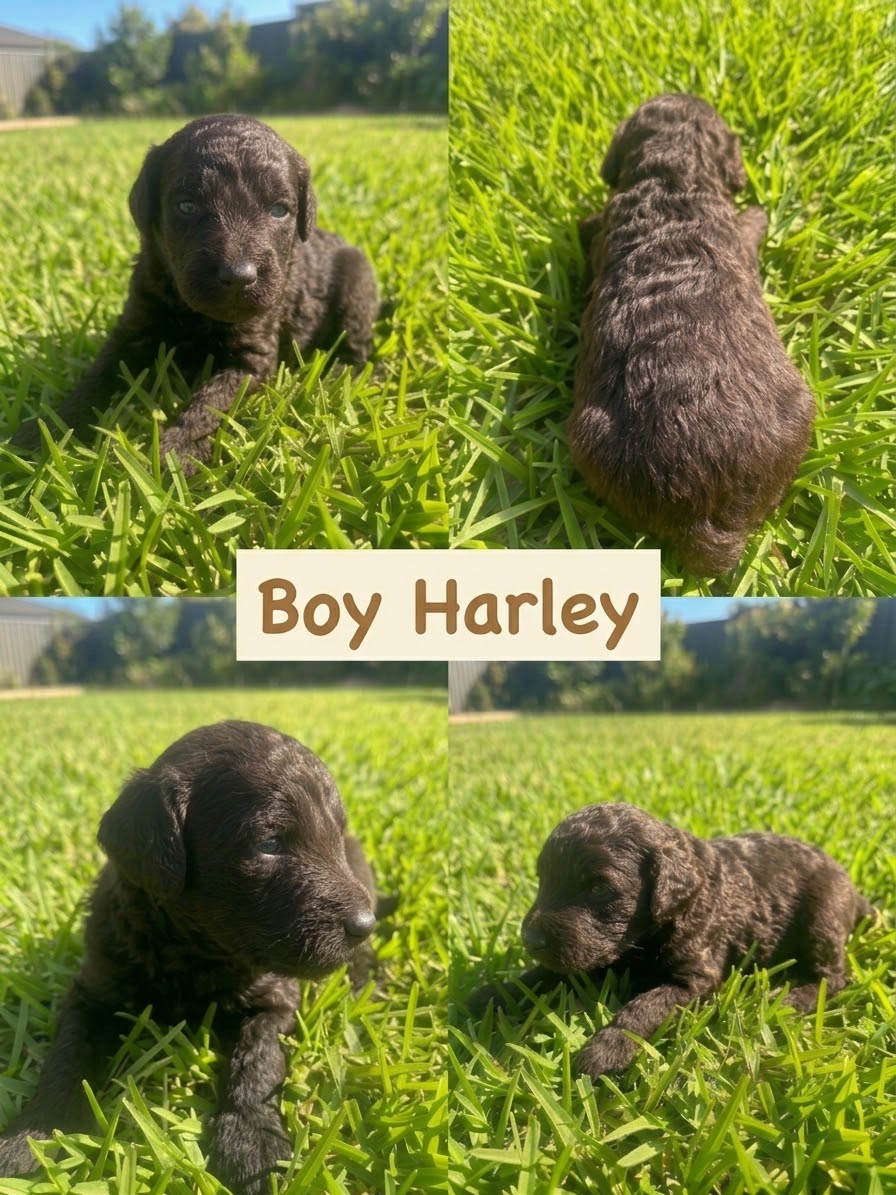 Puppy 4