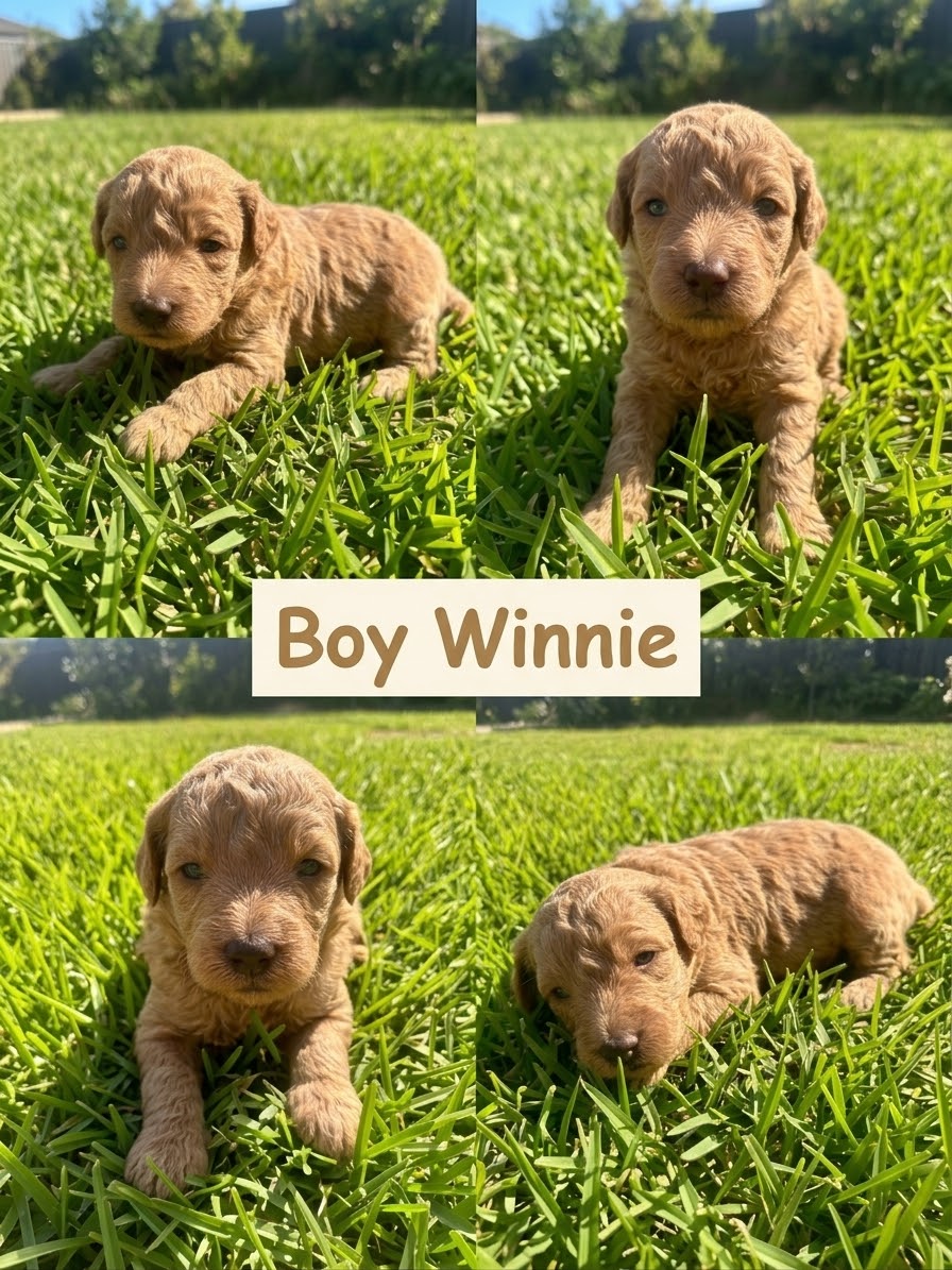 Puppy 5