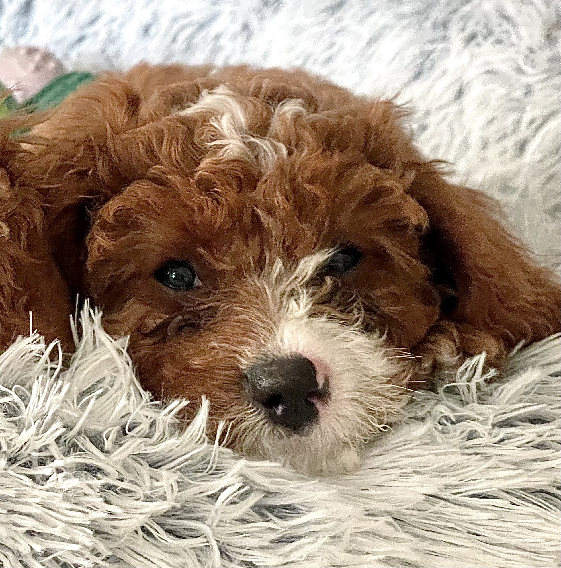 For Sale – A Beautiful 14-Week-Old Female Mini Cavoodle — photo 1