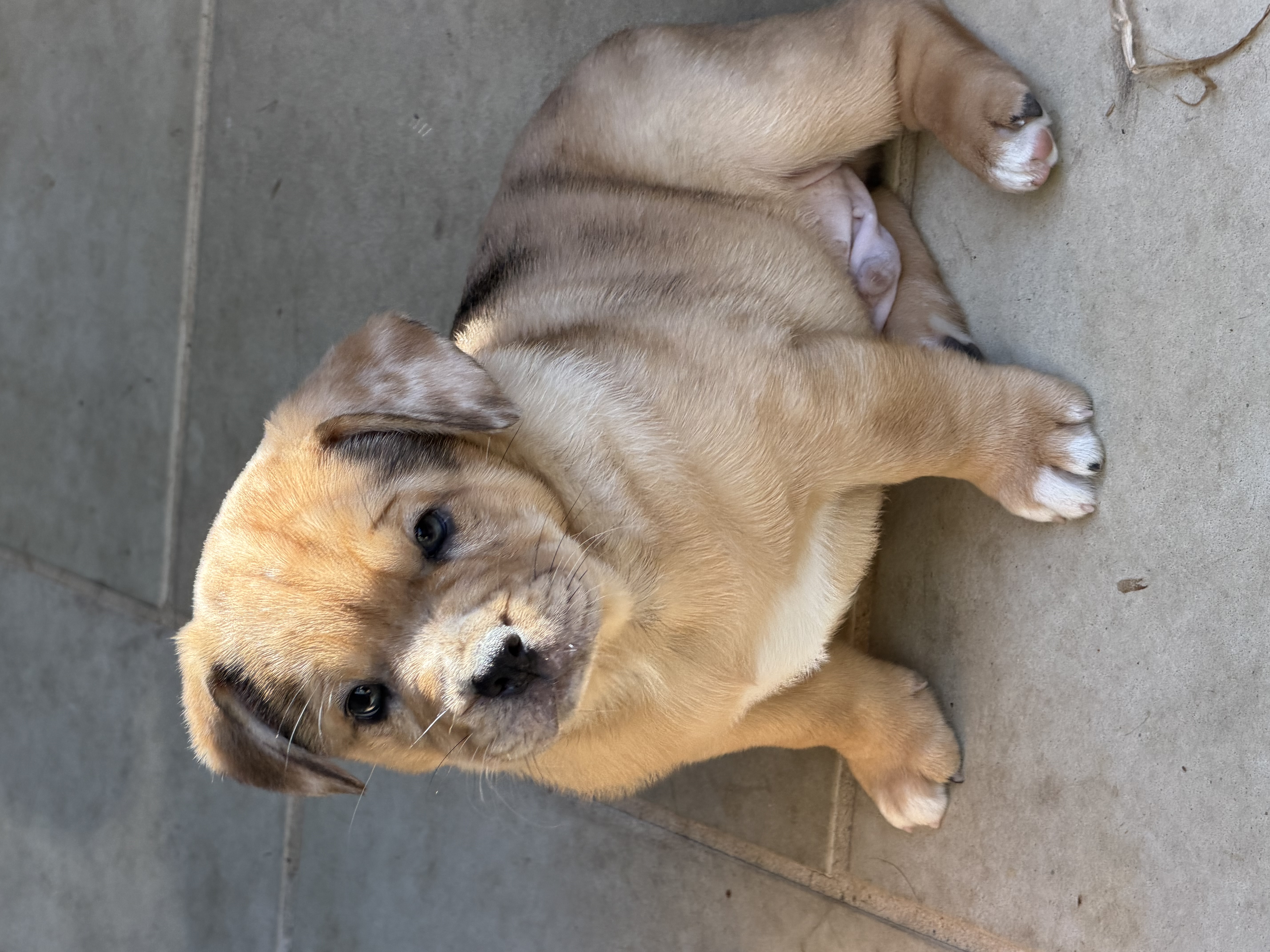French Bulldog x Aussie Shepherd — photo 3