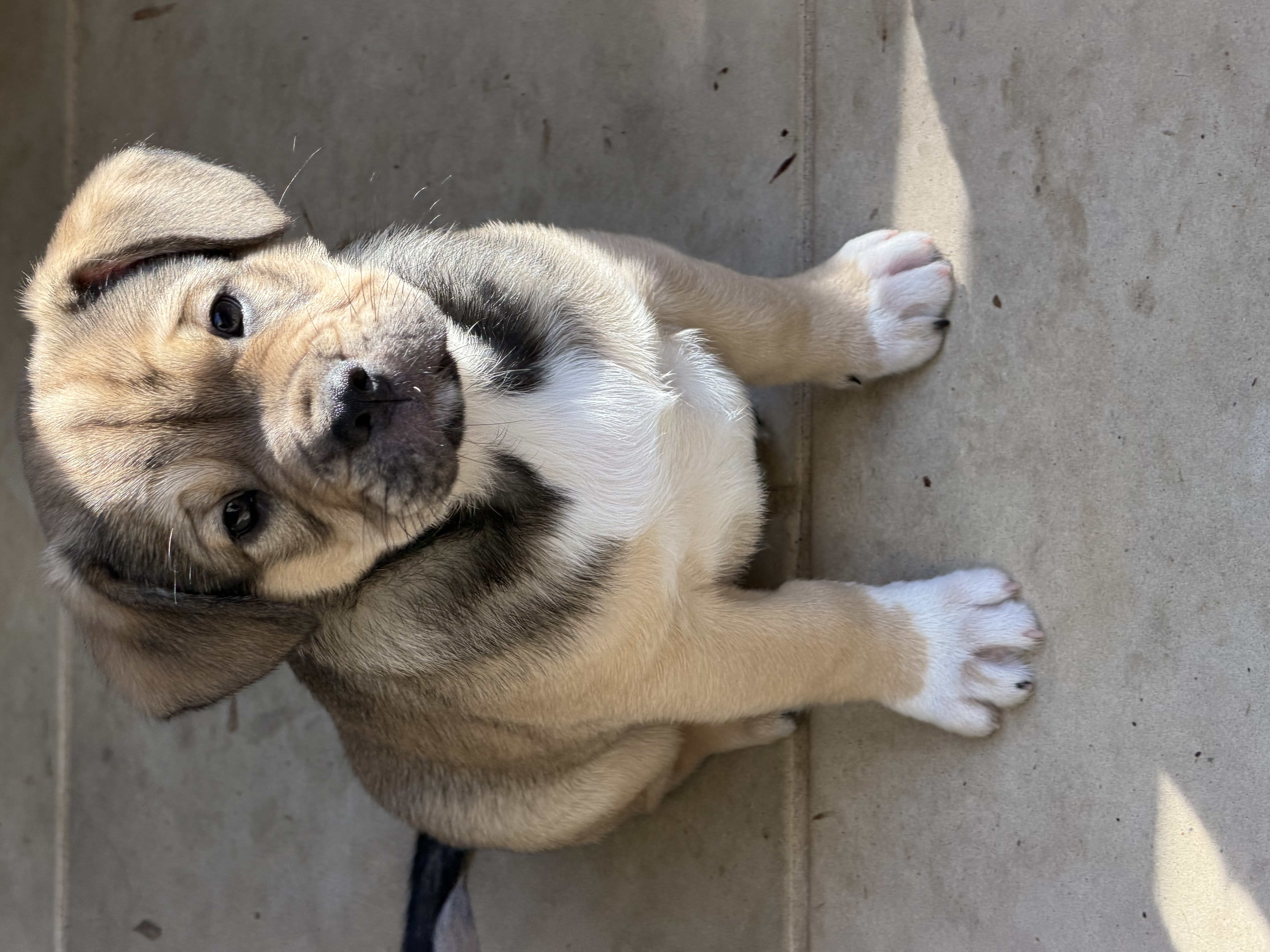 French Bulldog x Aussie Shepherd — photo 4
