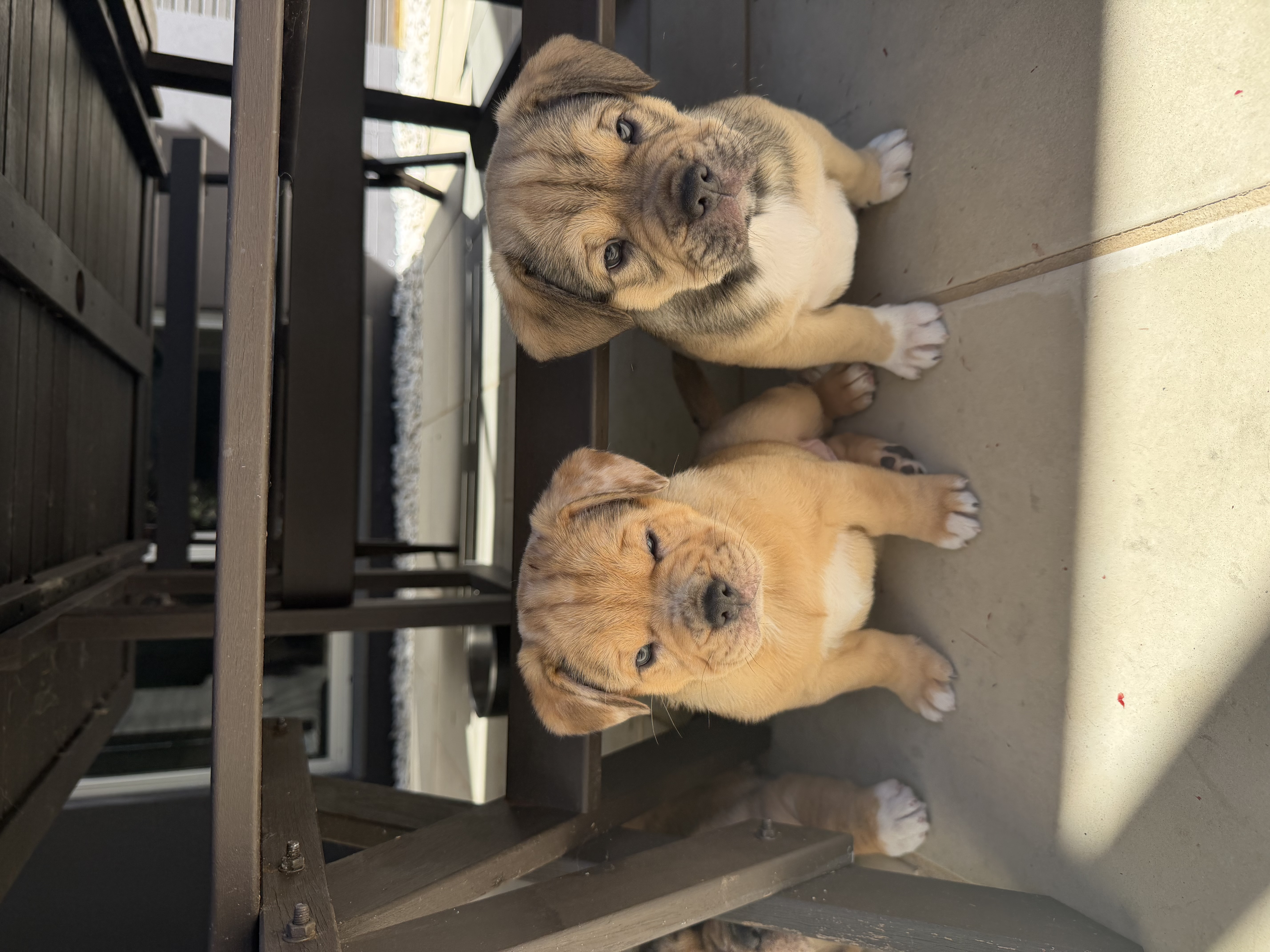 French Bulldog x Aussie Shepherd — photo 2