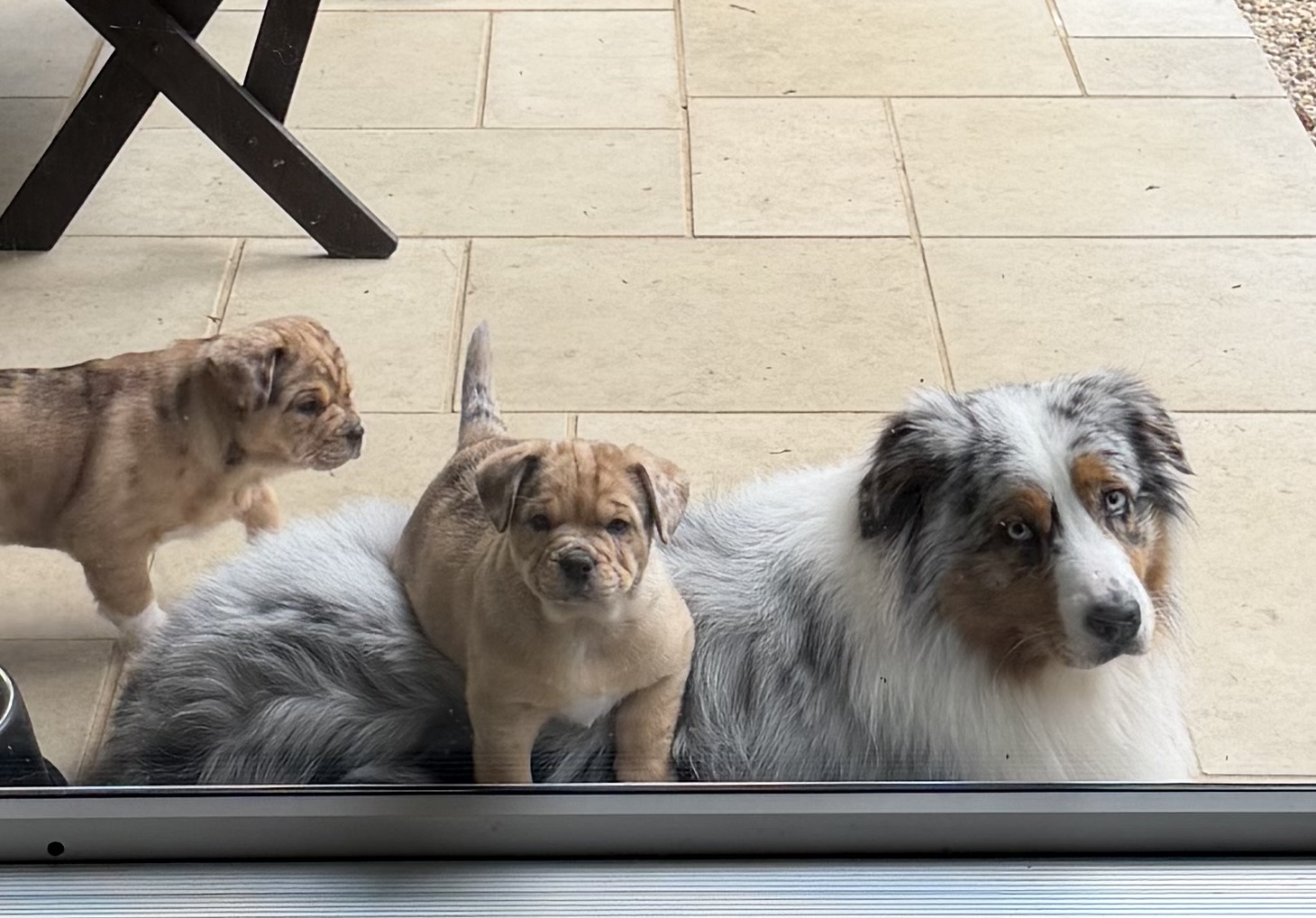 French Bulldog x Aussie Shepherd
