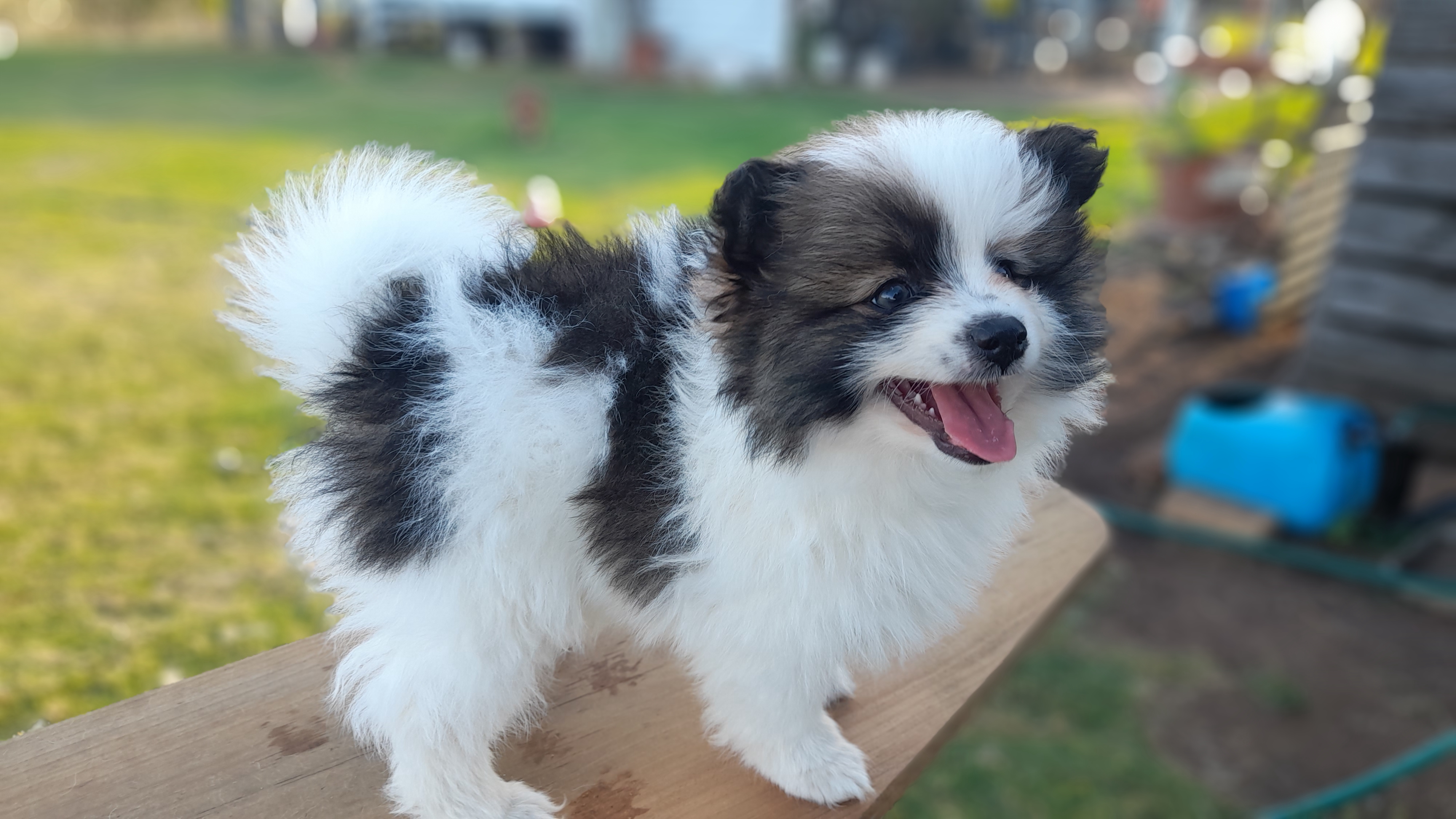 Pomeranian male — photo 3