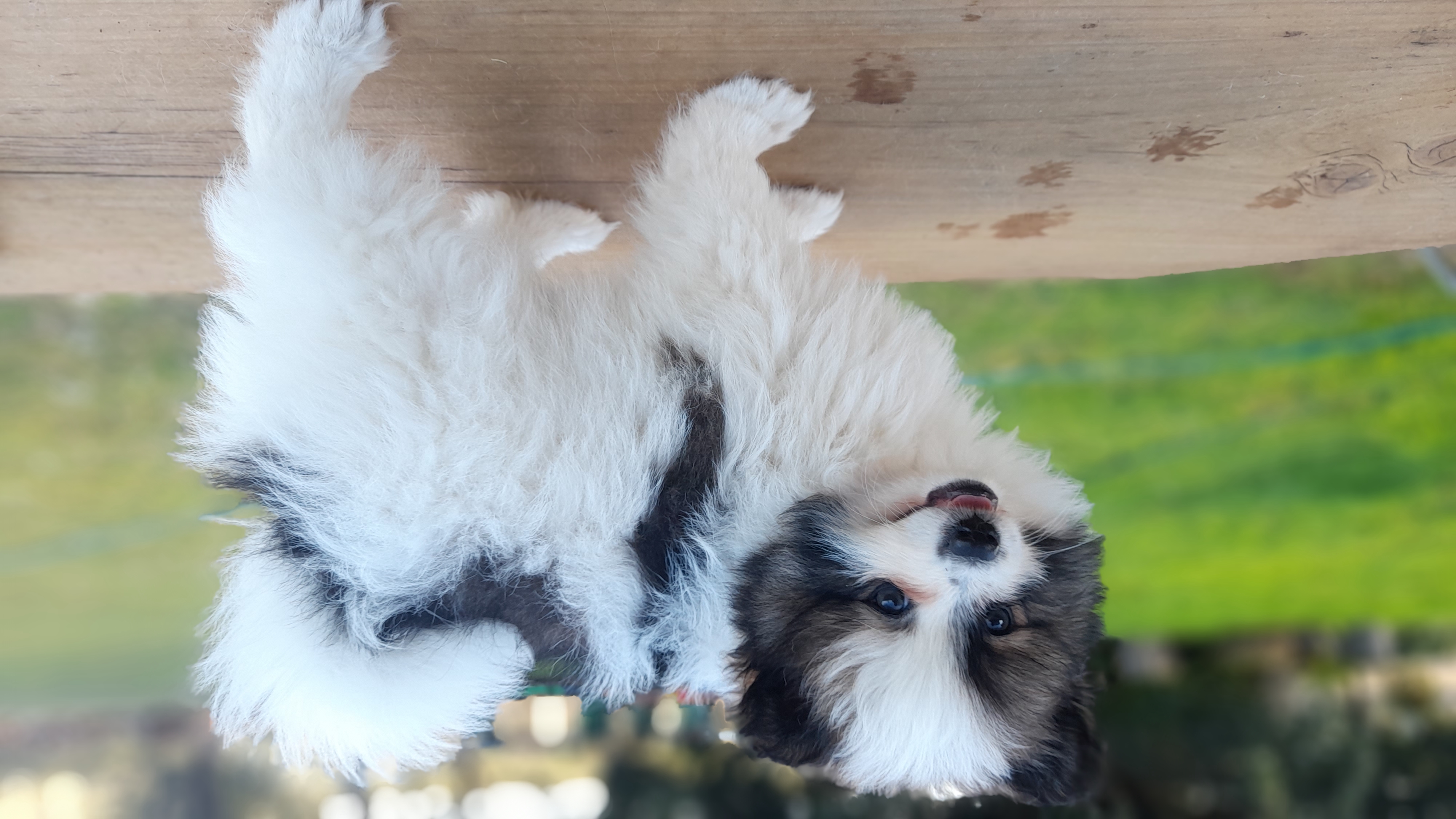 Pomeranian male — photo 2
