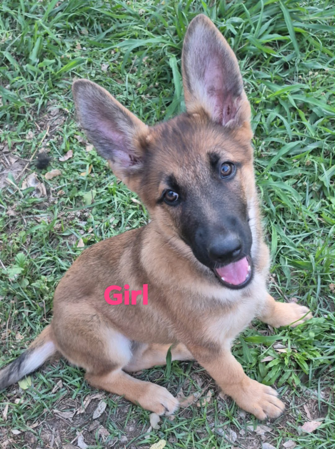 German Shepherd Pups