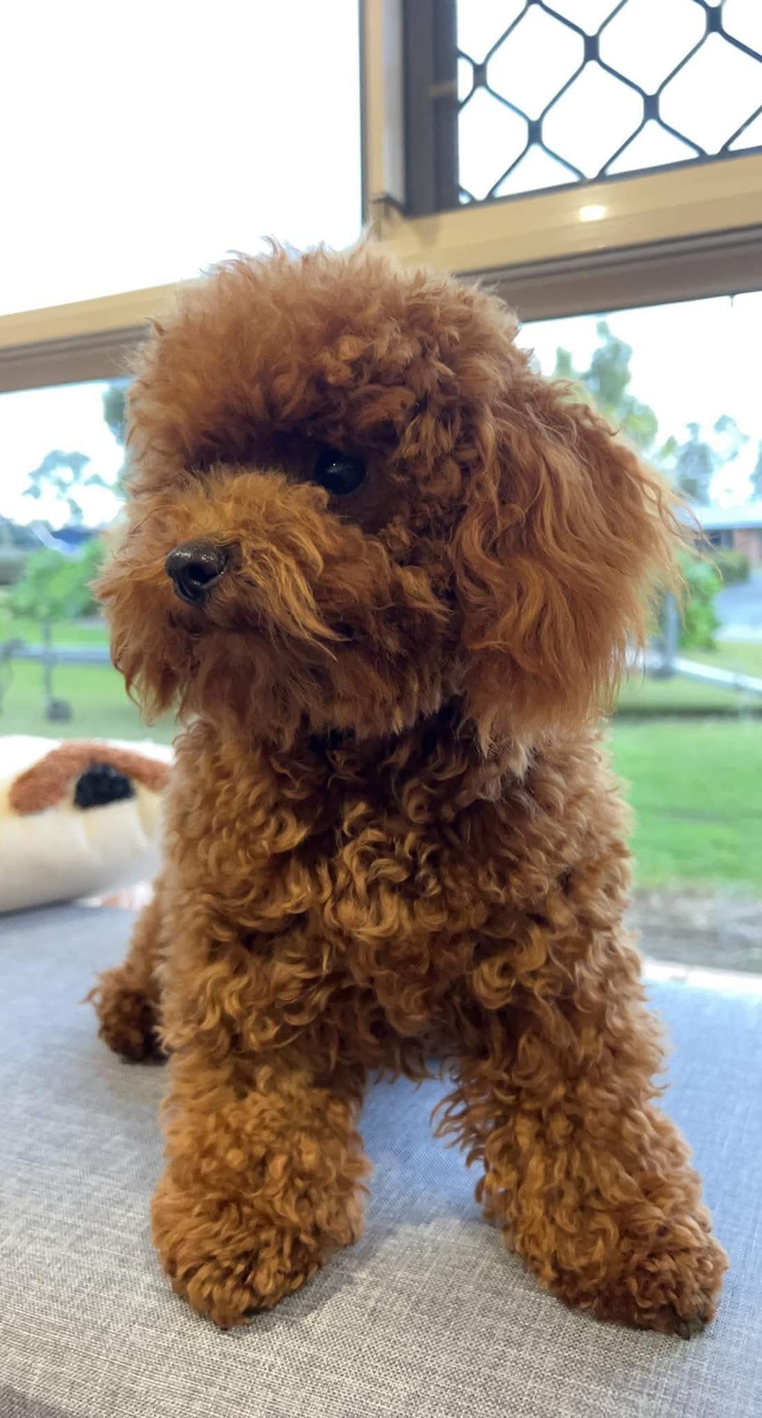 š Beautiful Chipoo / Tea Cup Poodle Girl ā Ready Late October š ā photo 6
