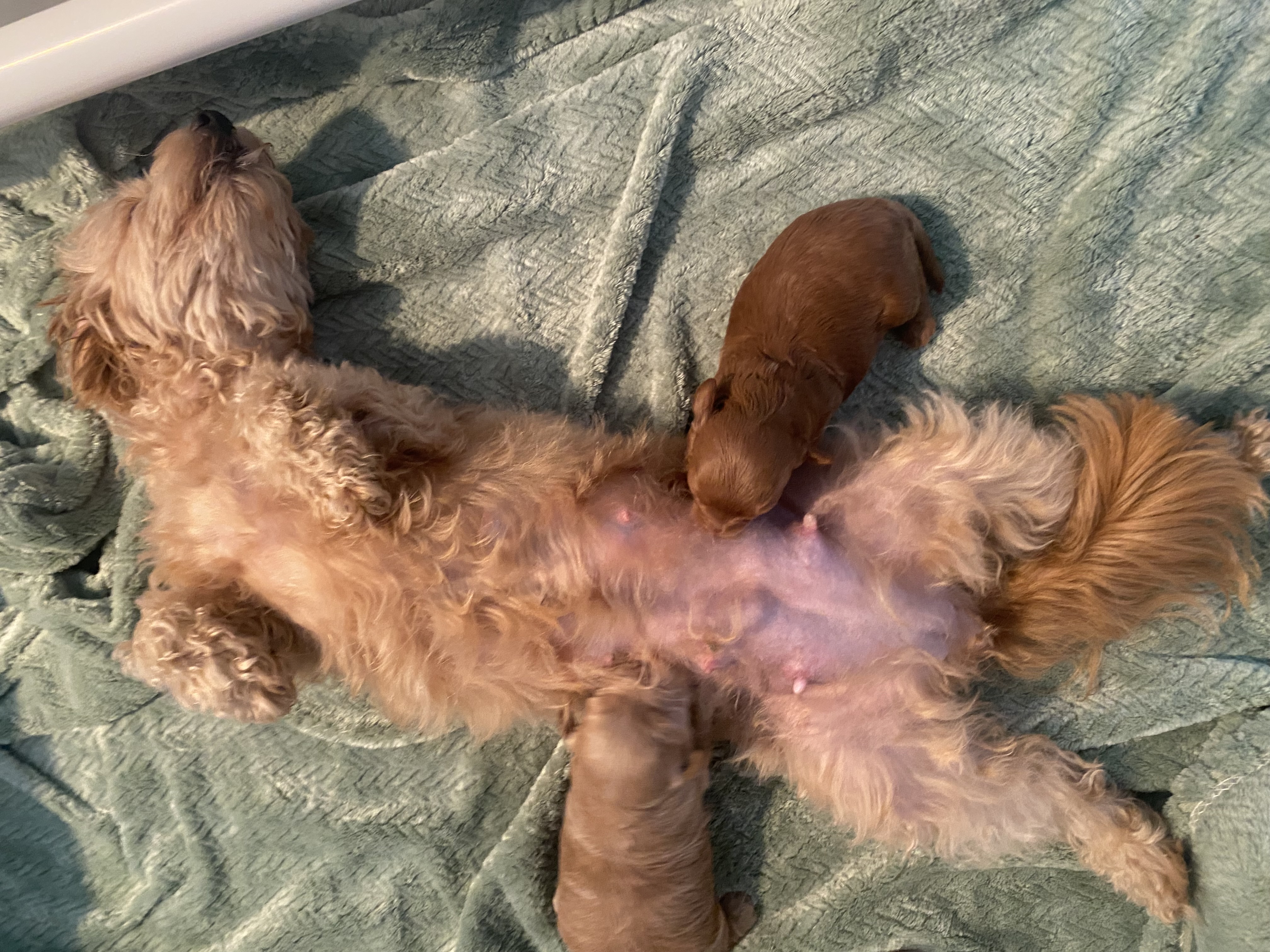 š Beautiful Chipoo / Tea Cup Poodle Girl ā Ready Late October š ā photo 7