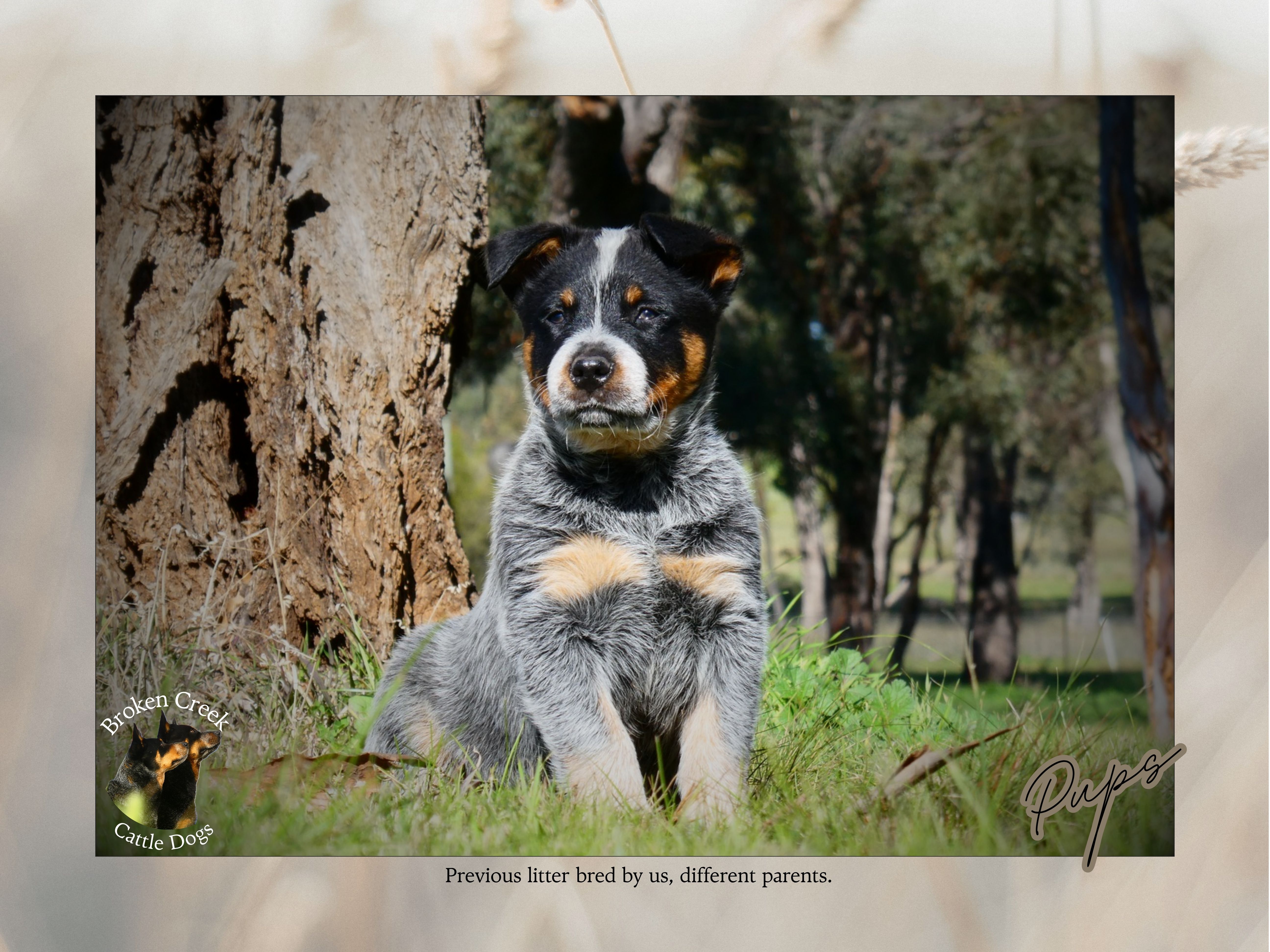 Red and Blue Heeler Pups - Broken Creek Cattle Dogs — photo 3