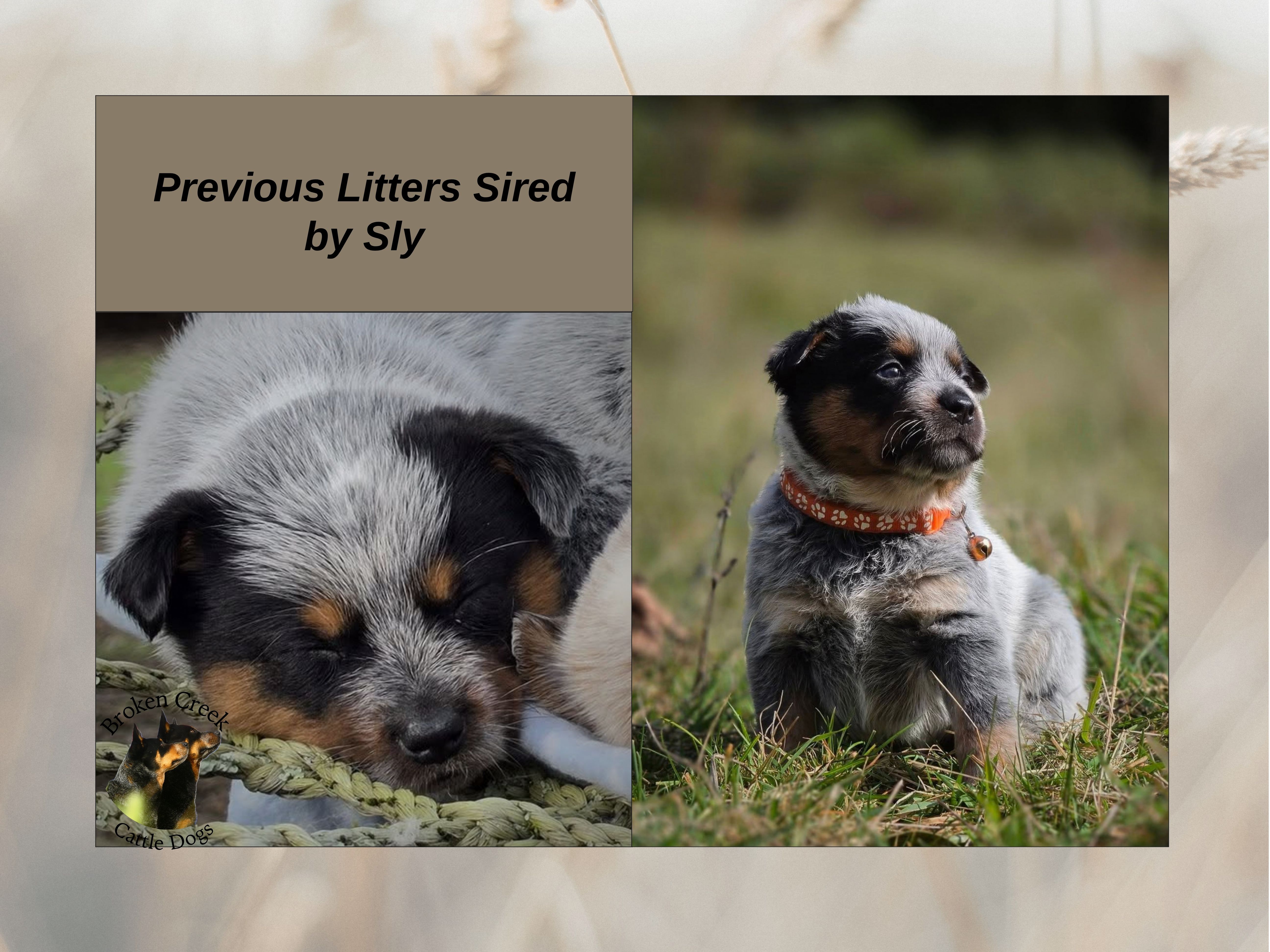 Red and Blue Heeler Pups - Broken Creek Cattle Dogs — photo 9