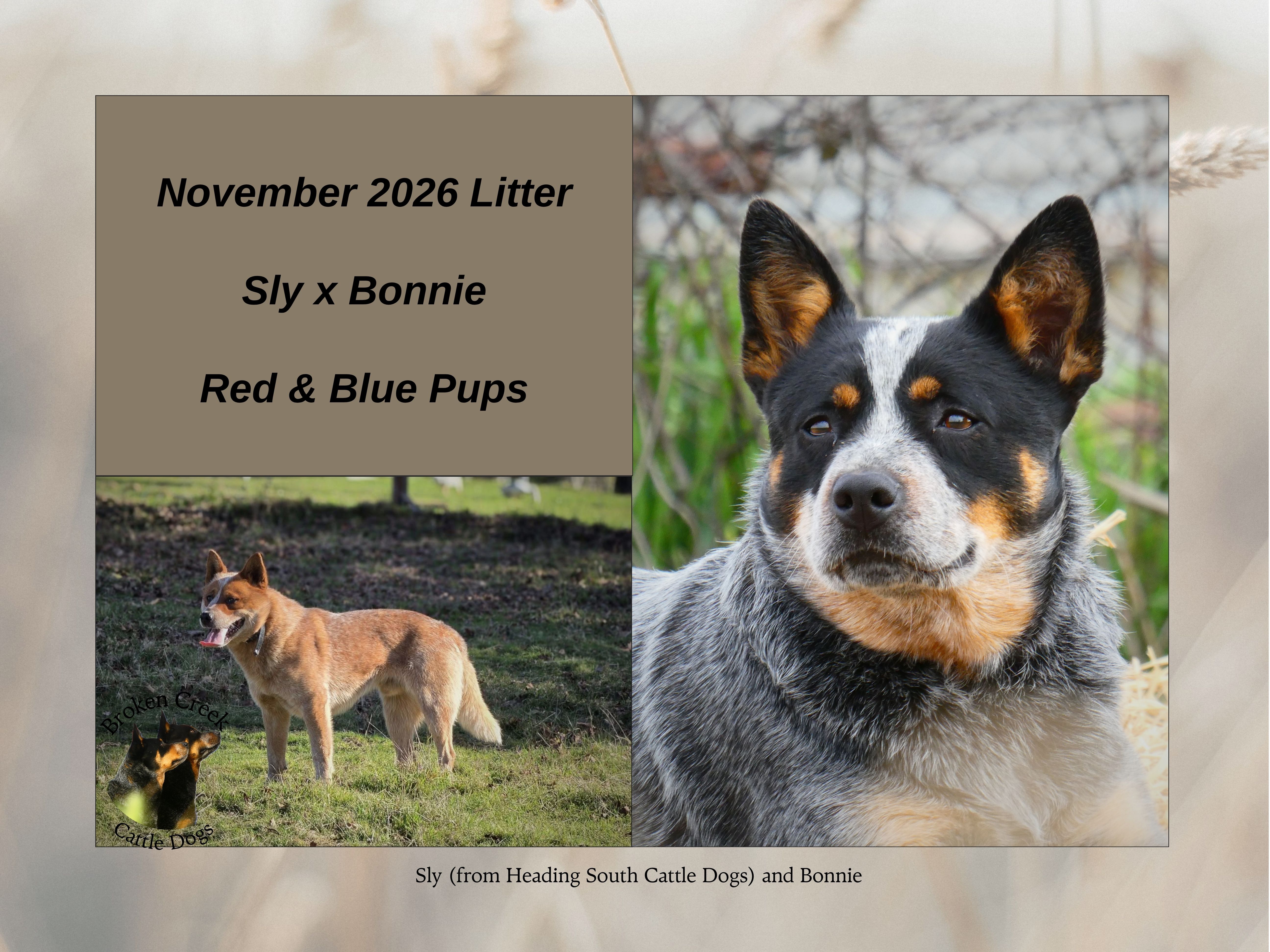 Red and Blue Heeler Pups - Broken Creek Cattle Dogs — photo 4