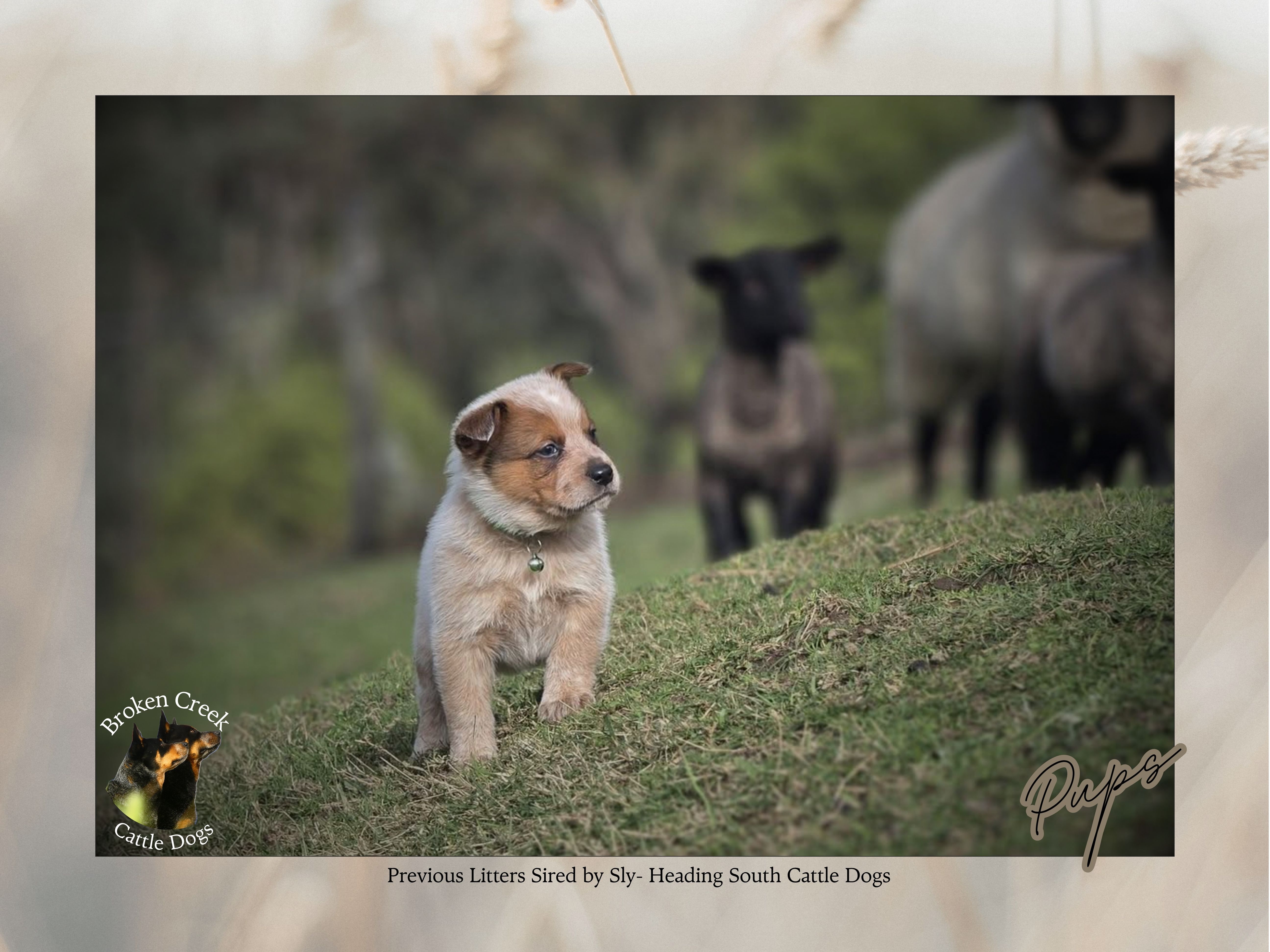 Red and Blue Heeler Pups - Broken Creek Cattle Dogs — photo 2