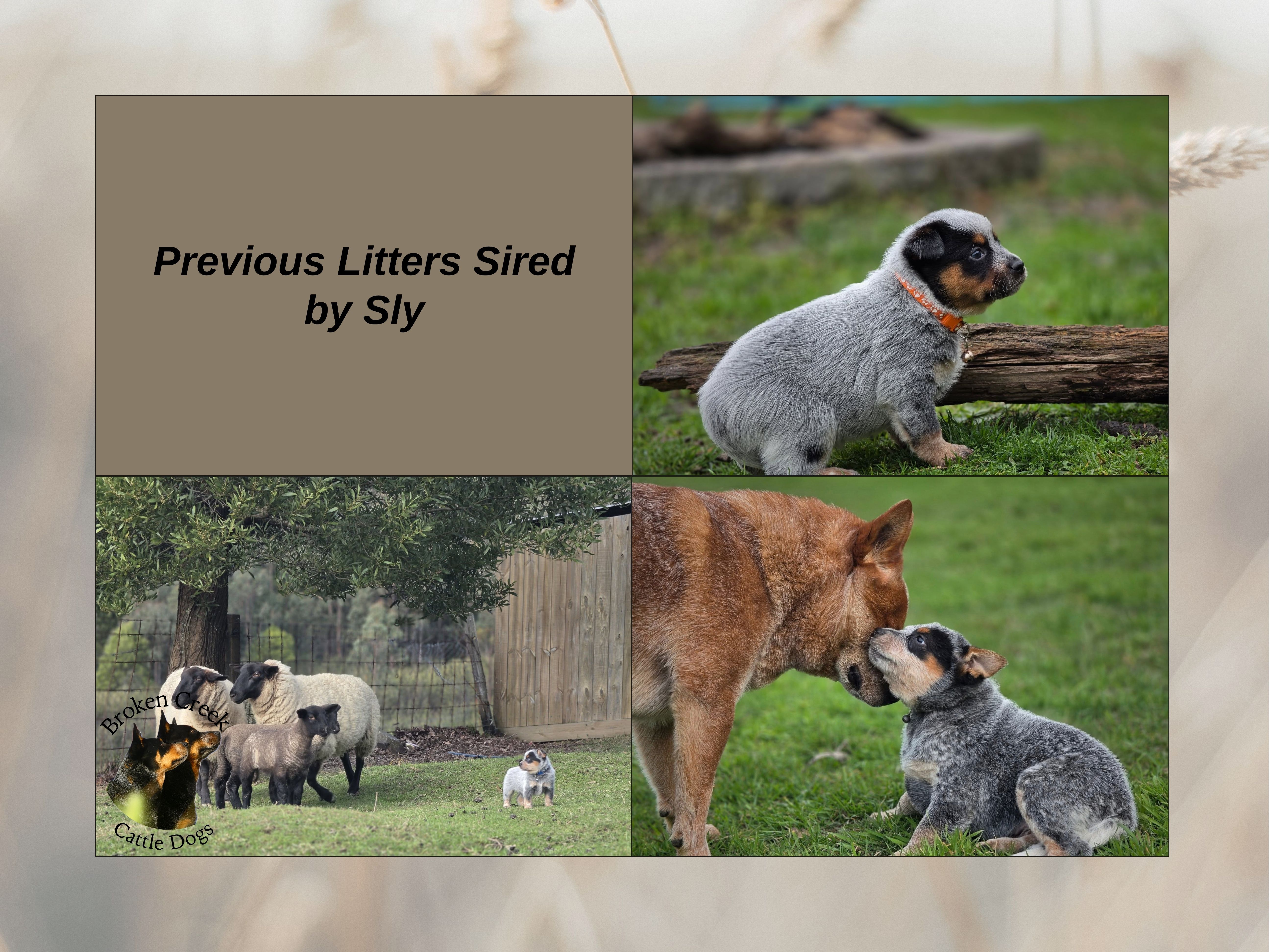 Red and Blue Heeler Pups - Broken Creek Cattle Dogs — photo 10