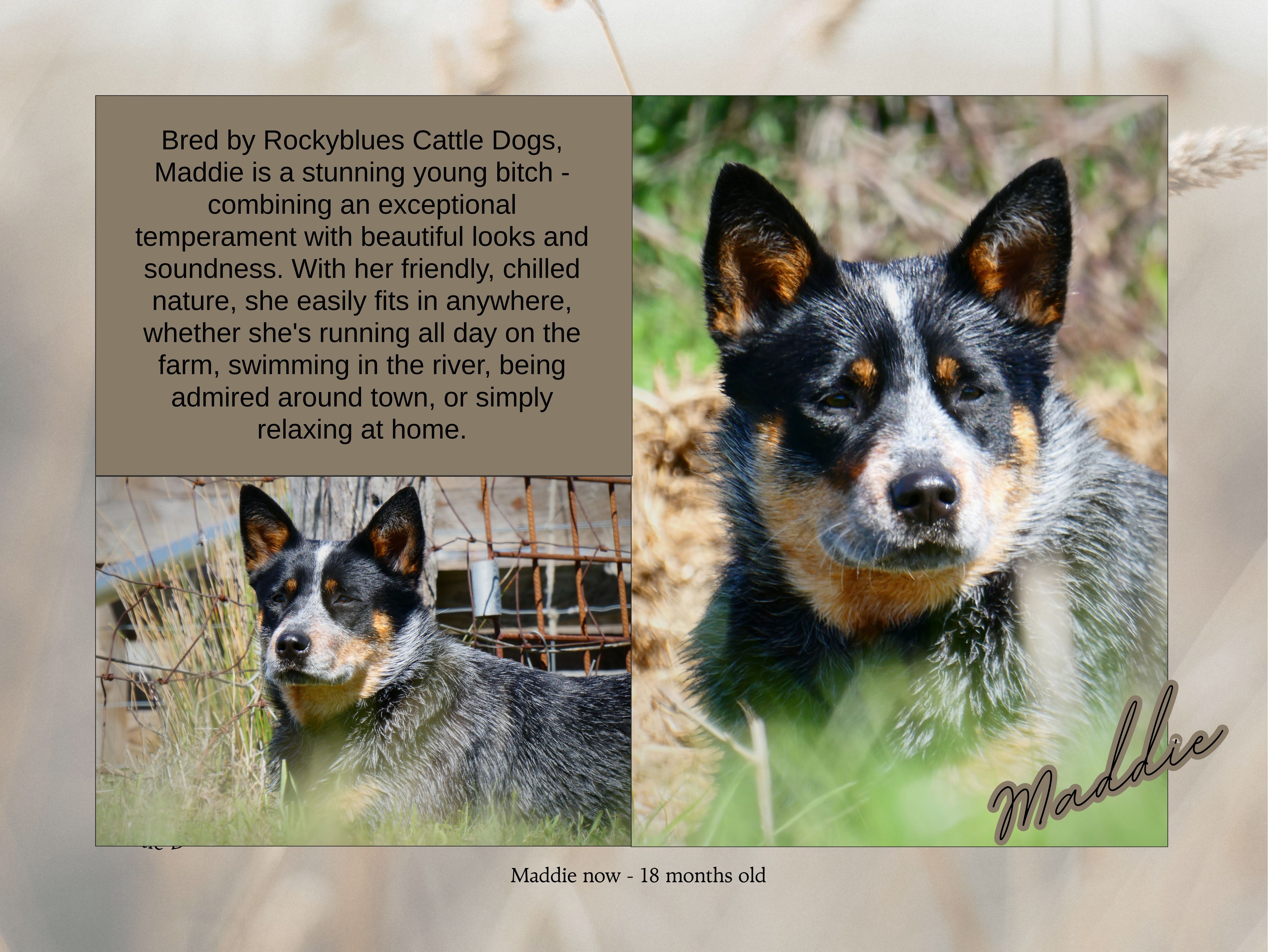 Red and Blue Heeler Pups - Broken Creek Cattle Dogs — photo 8