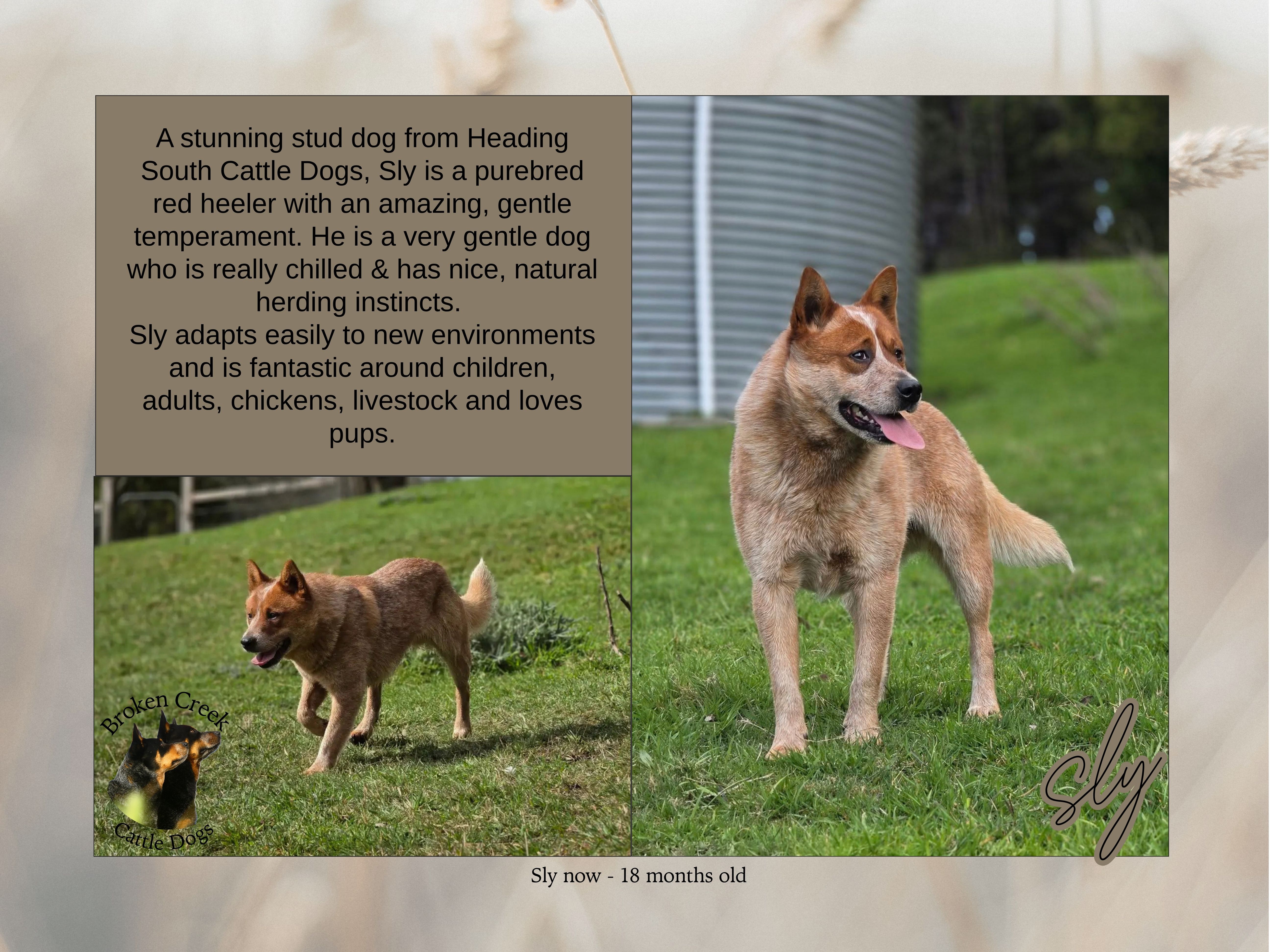 Red and Blue Heeler Pups - Broken Creek Cattle Dogs — photo 6