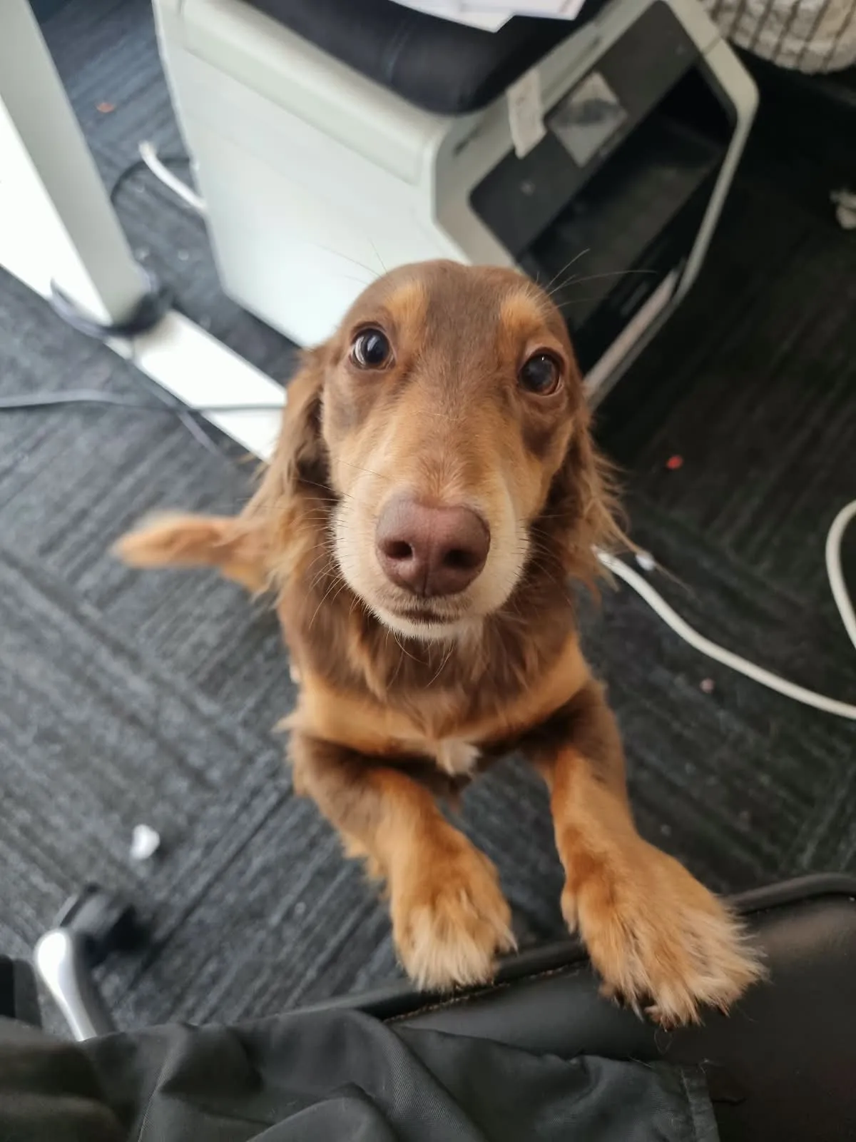 Photo from King's Miniature Dachshunds