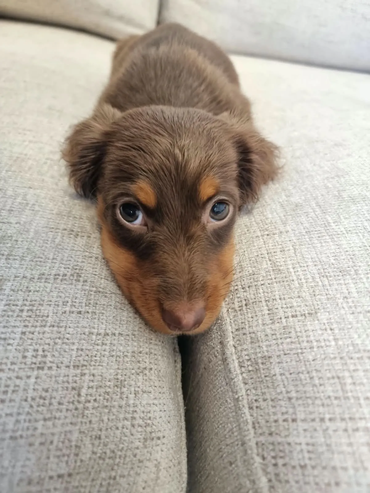 King's Miniature Dachshunds photo