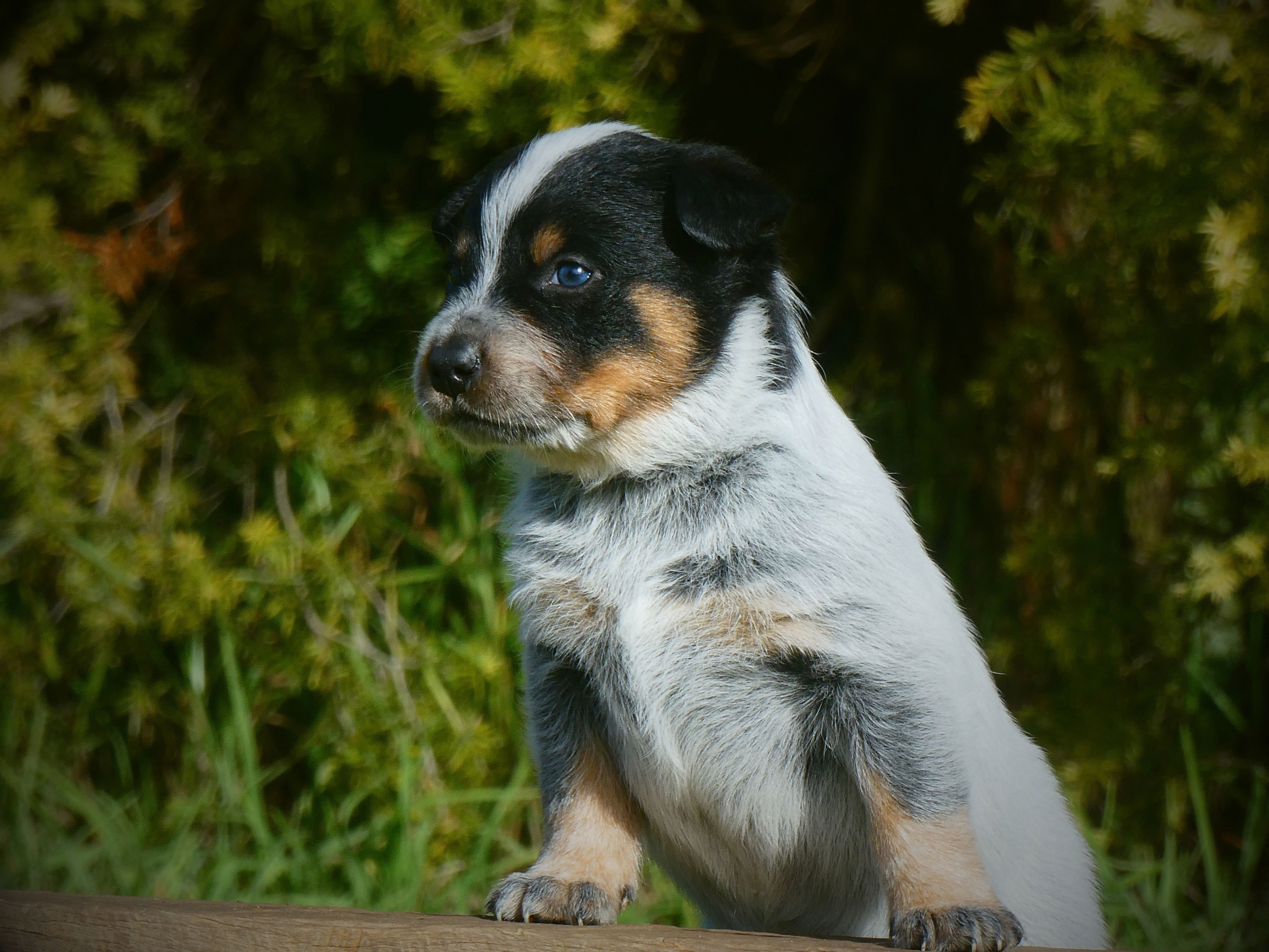 Red and Blue Heeler Pups - Broken Creek Cattle Dogs — photo 1