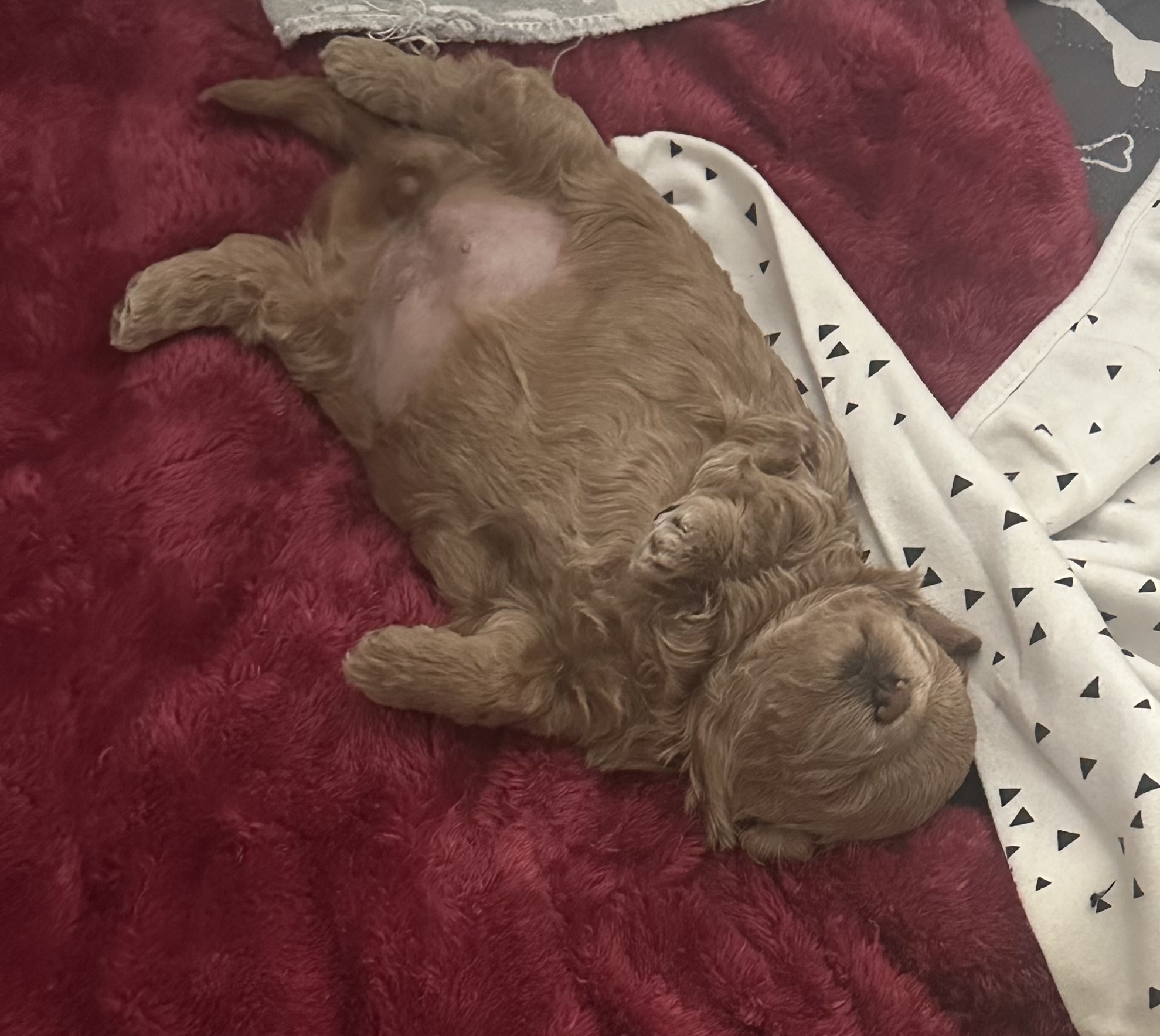 š Beautiful Chipoo / Tea Cup Poodle Girl ā Ready Late October š ā photo 3