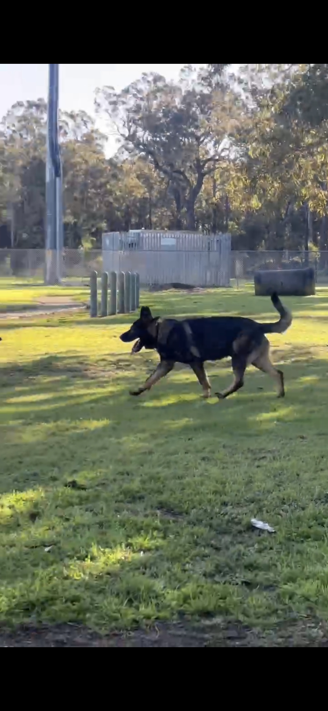 15 month old male german shepherd — photo 4