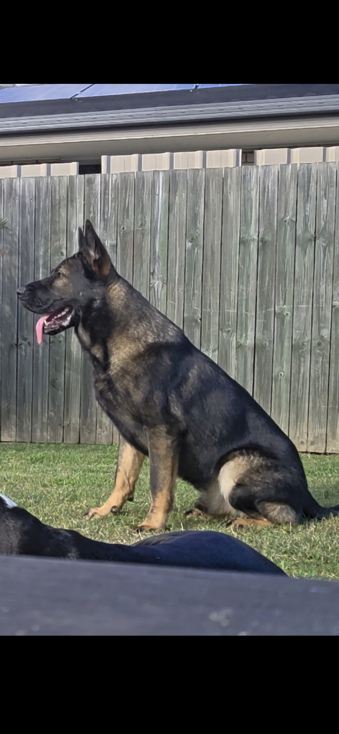 15 month old male german shepherd — photo 2