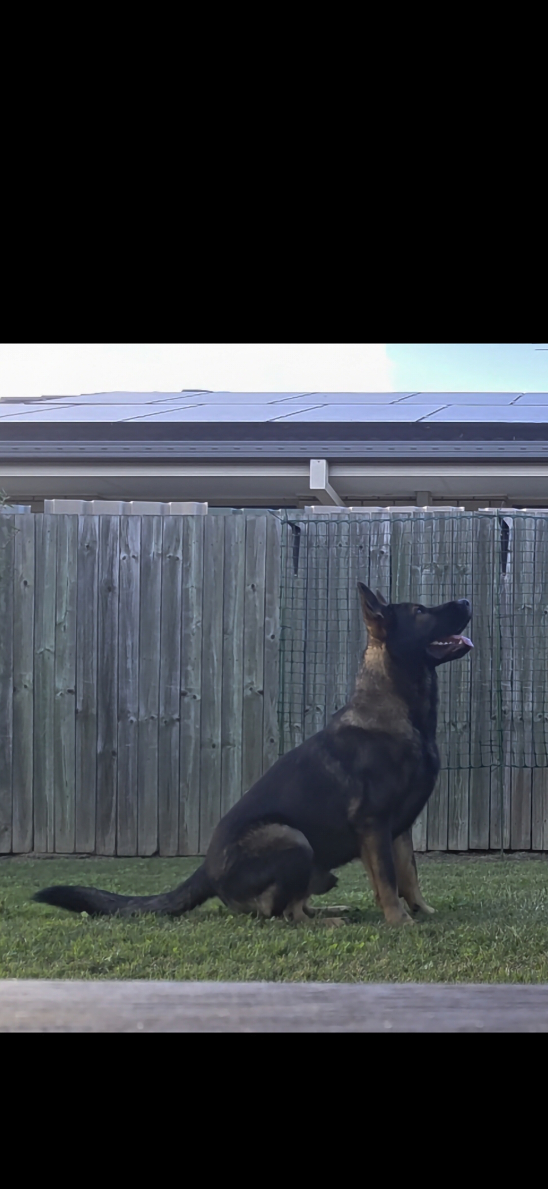 15 month old male german shepherd — photo 1