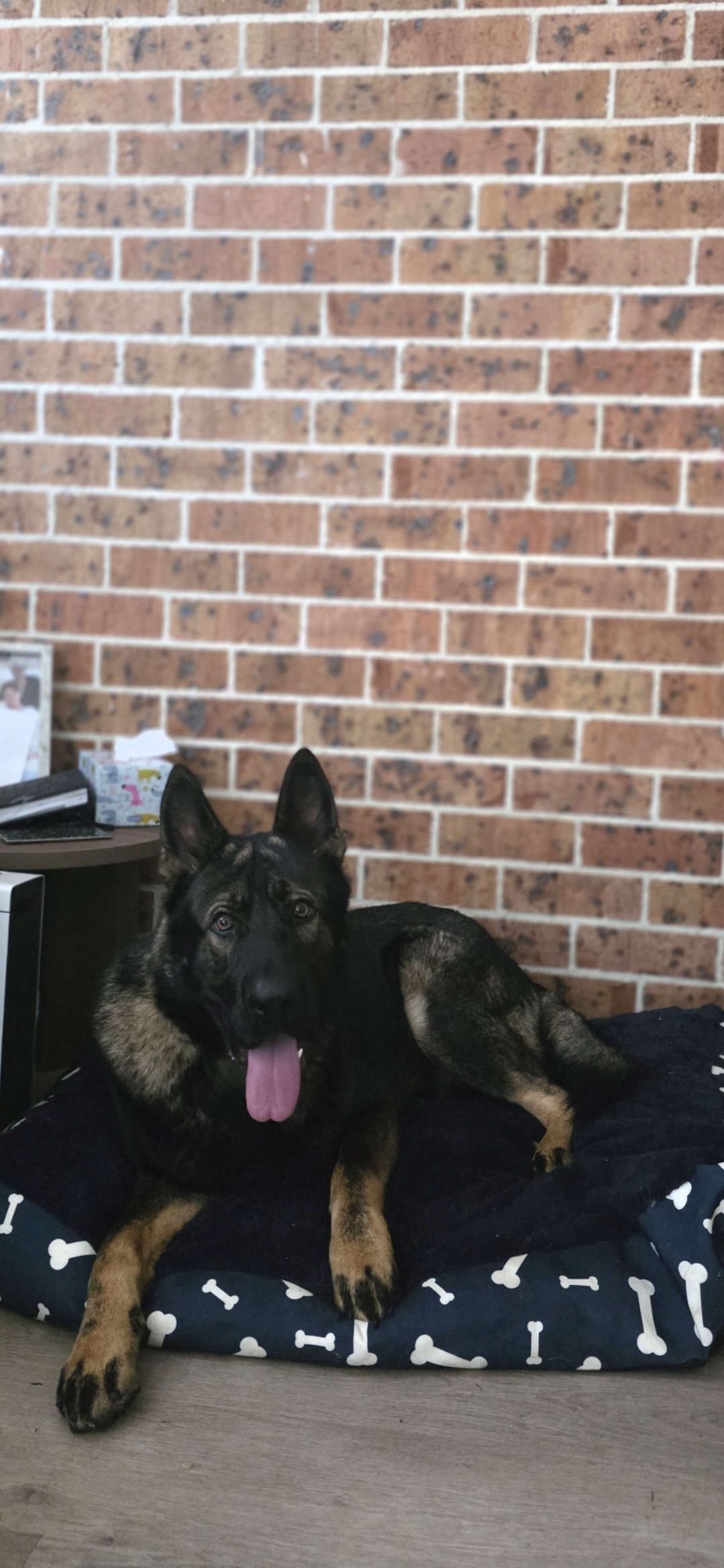 15 month old male german shepherd — photo 3