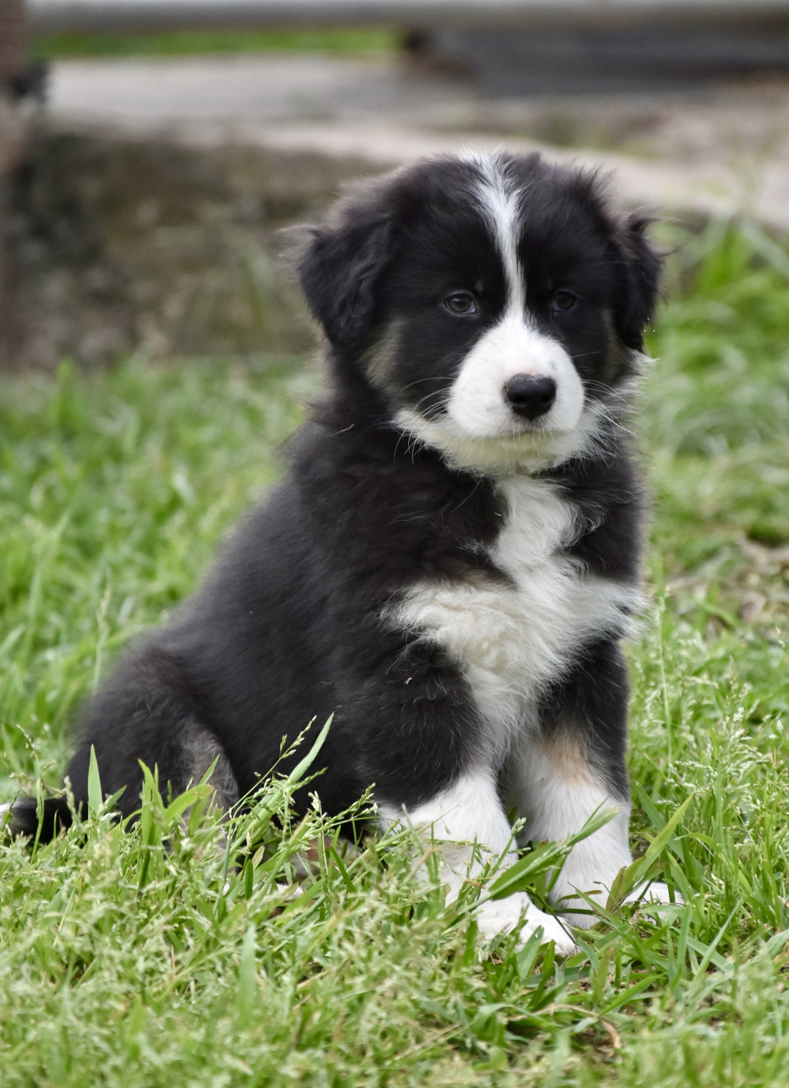 Australian Shepherd puppies — photo 10