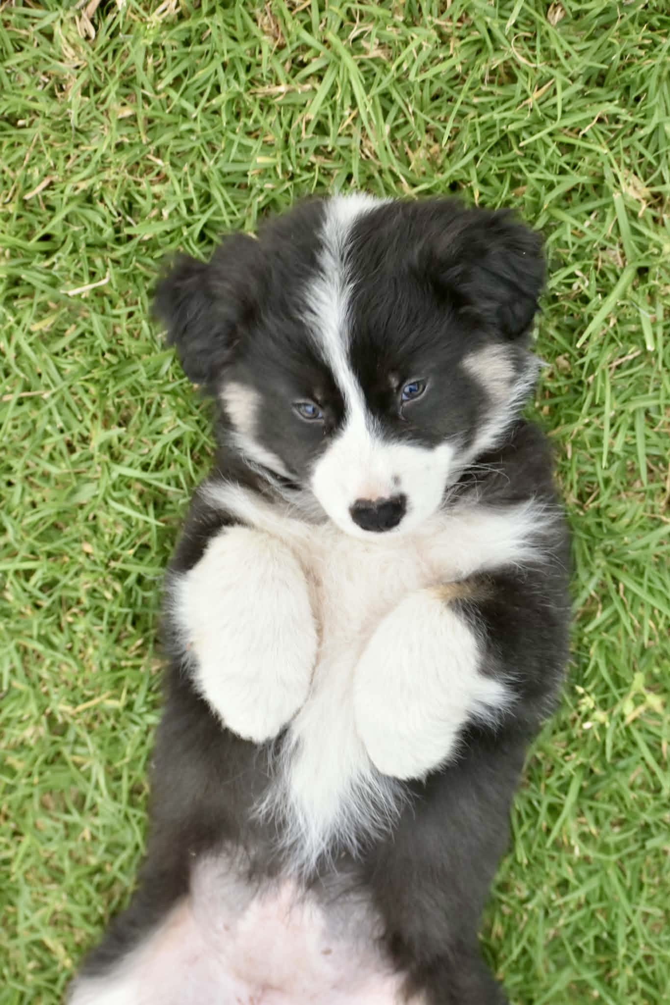 Australian Shepherd puppies — photo 6