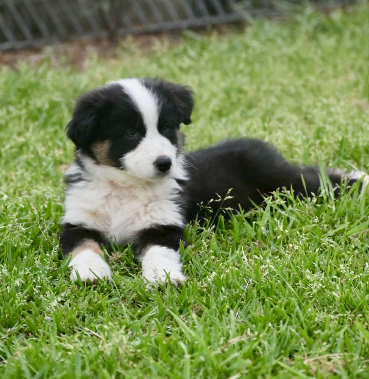 Australian Shepherd puppies