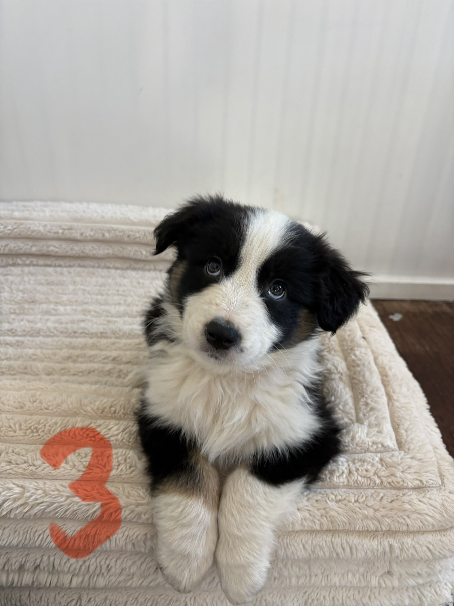 Australian Shepherd puppies — photo 5