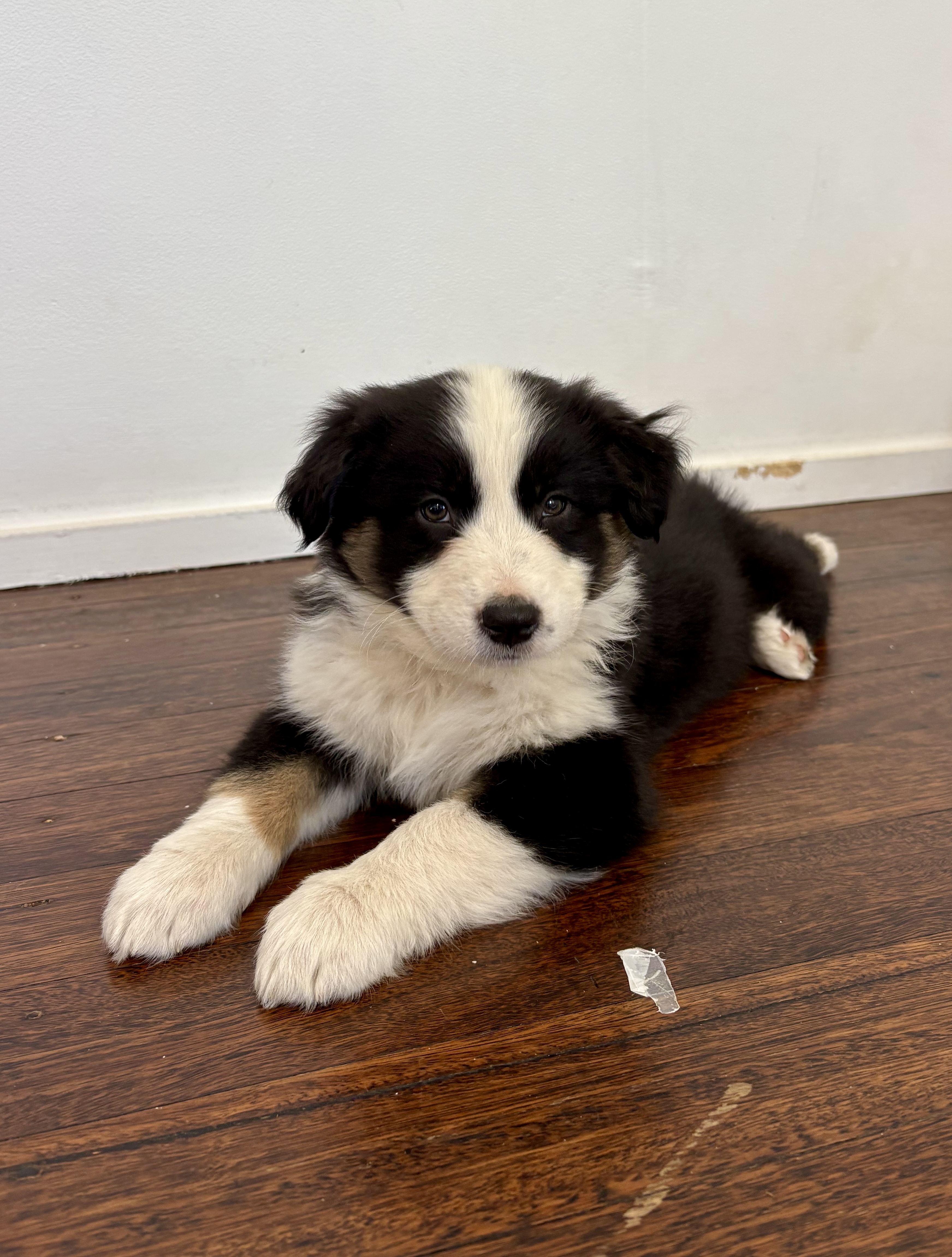 Australian Shepherd puppies — photo 8