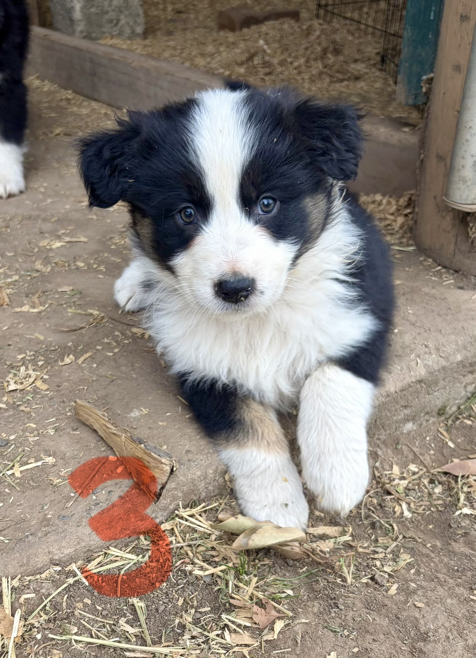 Australian Shepherd puppies — photo 3