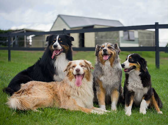 Australian Shepherd puppies — photo 13