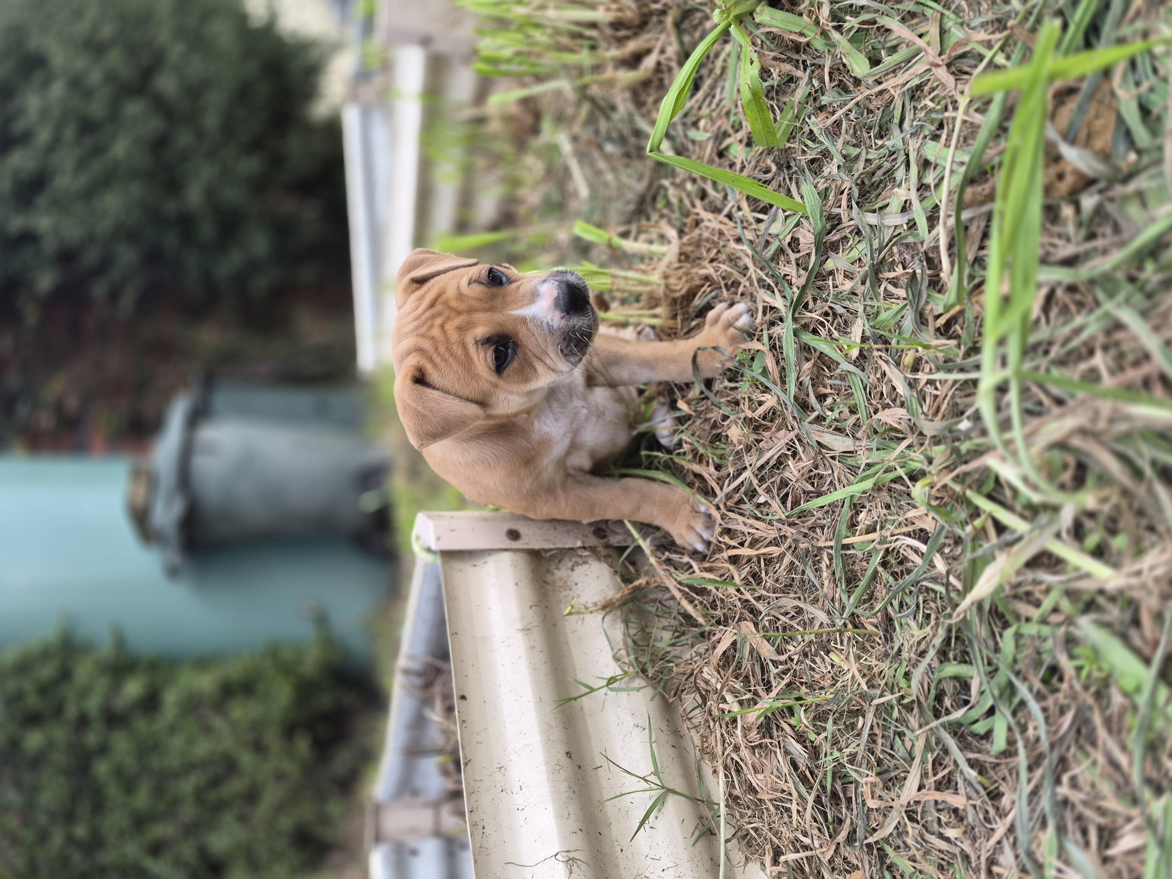 American Bulldog X American Staffy pups