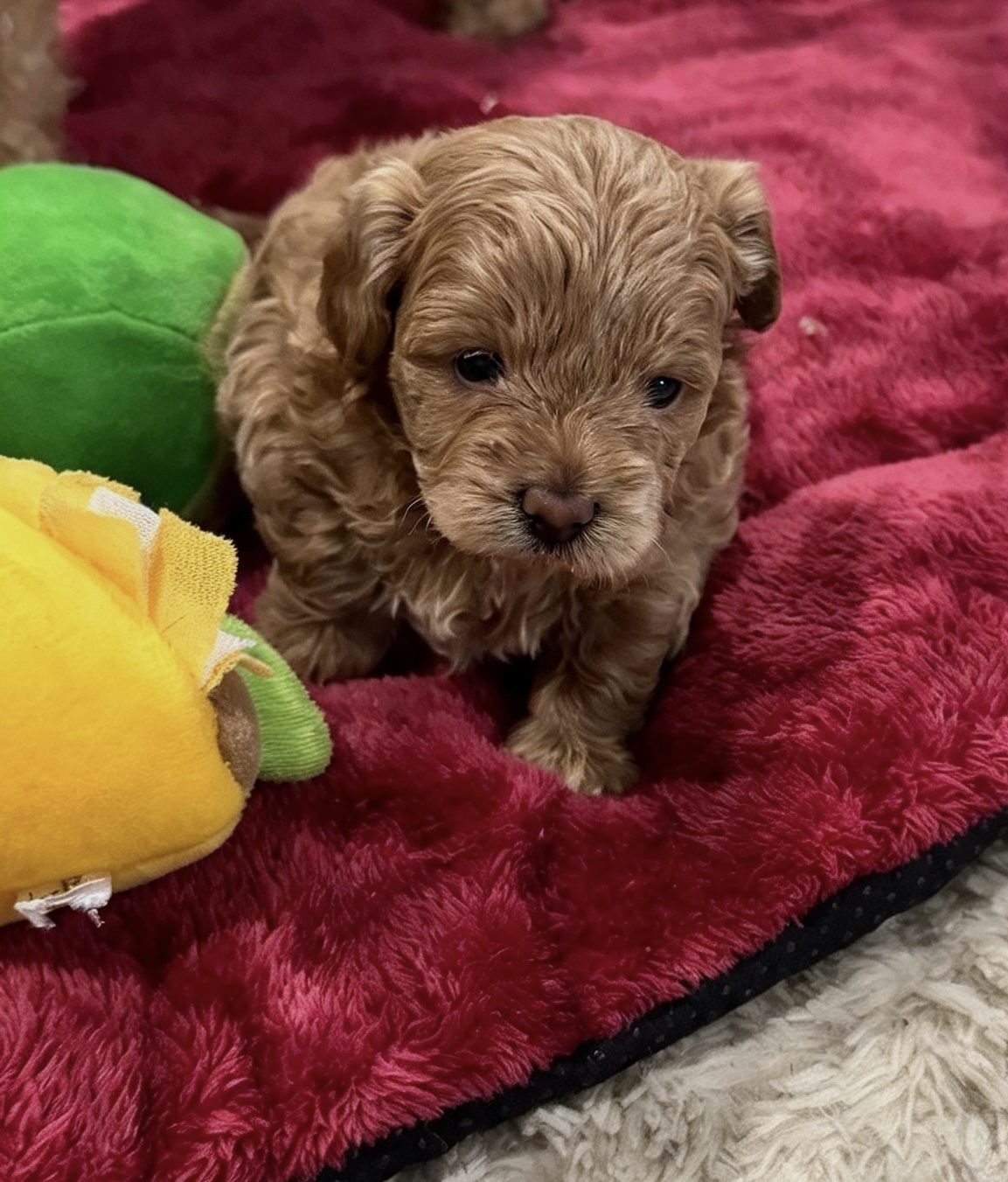 š Beautiful Chipoo / Tea Cup Poodle Girl ā Ready Late October š ā photo 3