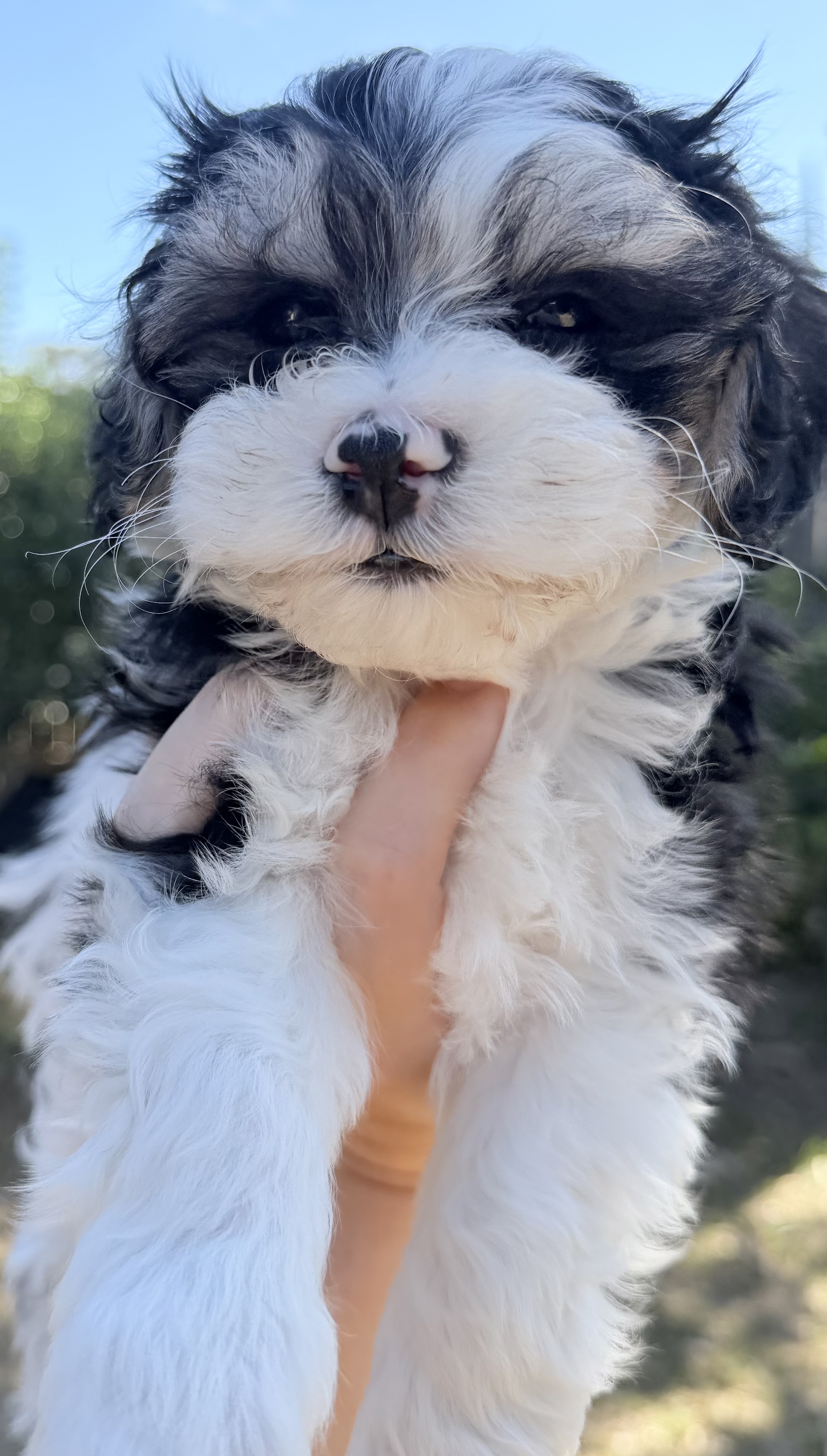 Maltese x Cavoodle puppies. — photo 9