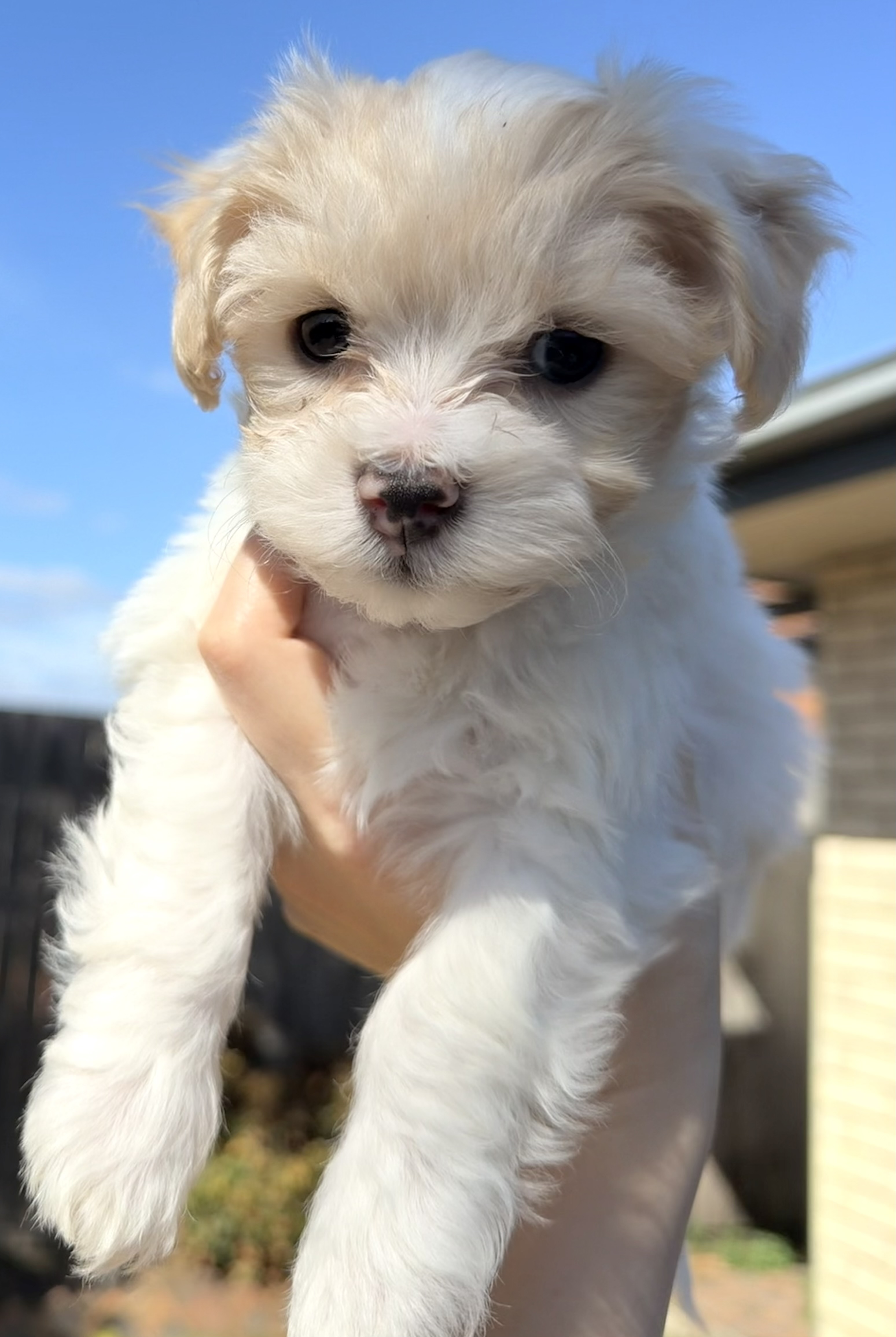 Maltese x Cavoodle puppies. — photo 4