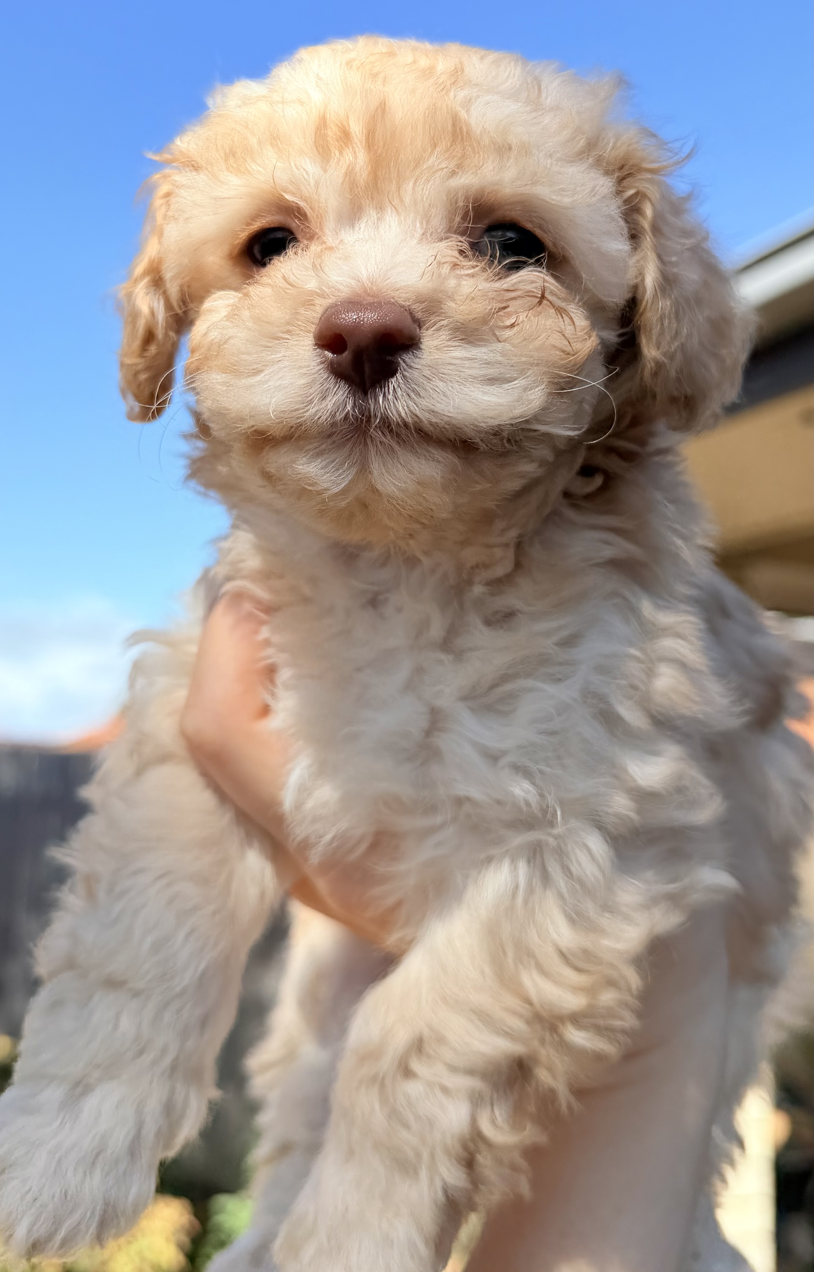 Maltese x Cavoodle puppies. — photo 6
