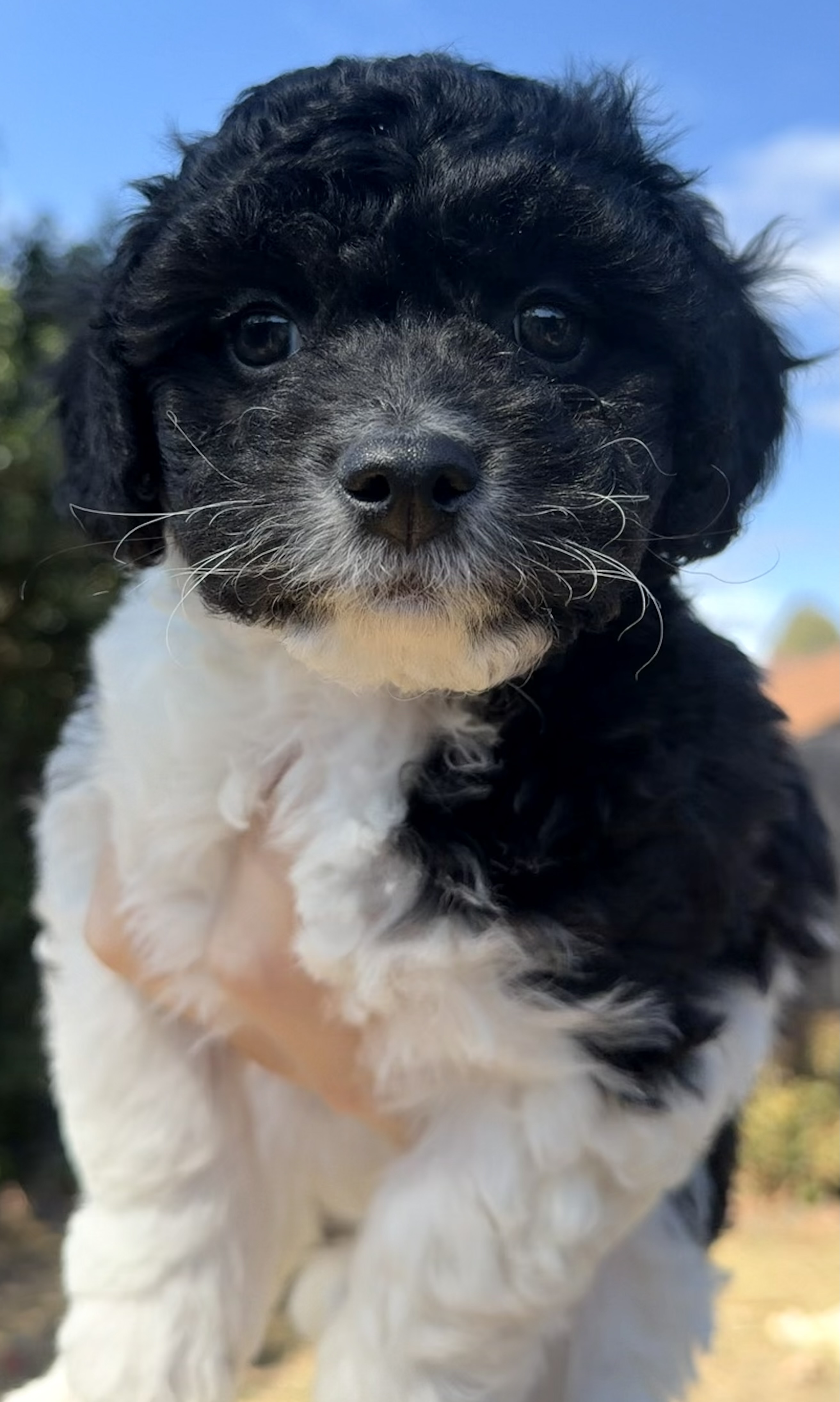 Maltese x Cavoodle puppies. — photo 3