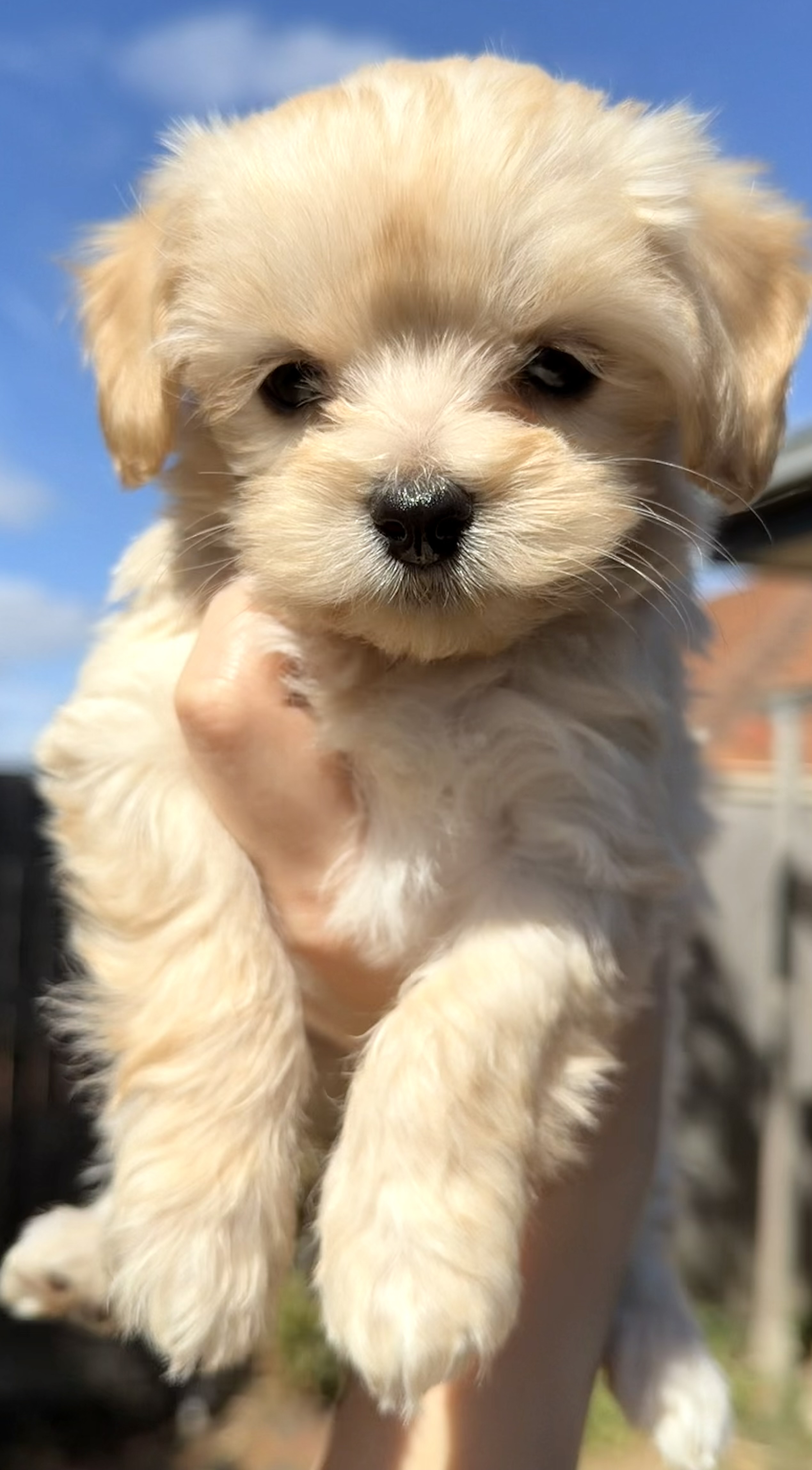 Maltese x Cavoodle puppies. — photo 2