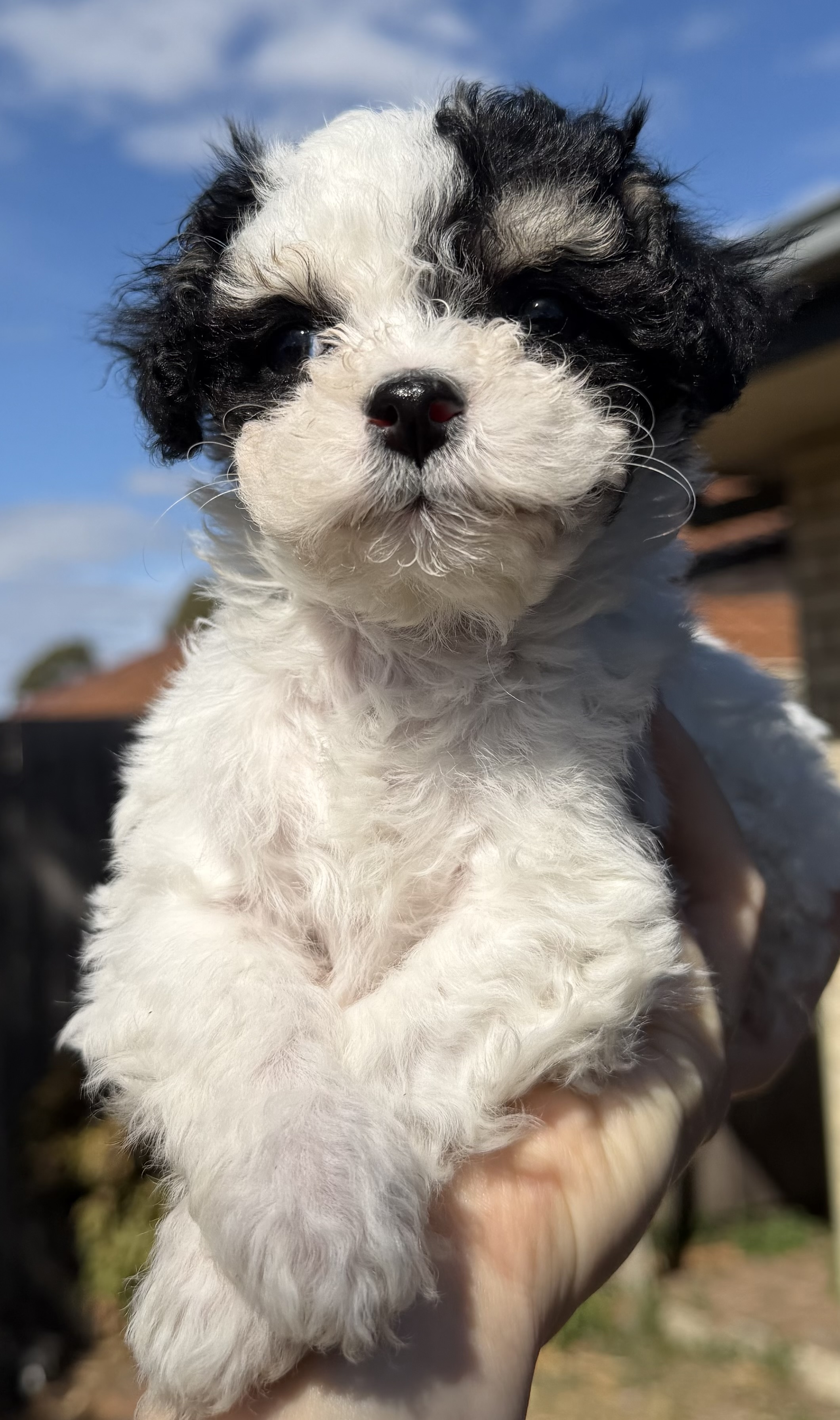 Maltese x Cavoodle puppies. — photo 5