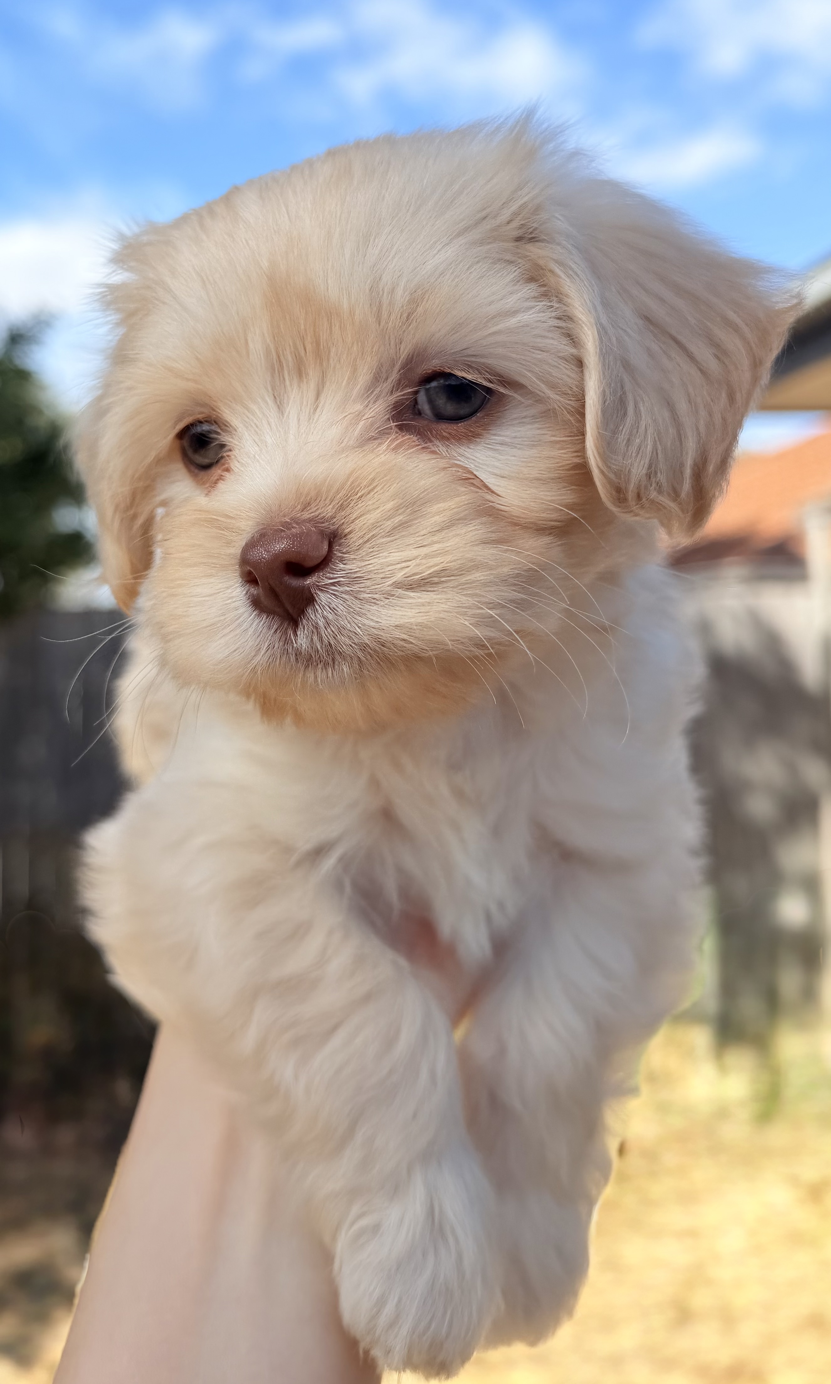 Maltese x Cavoodle puppies. — photo 8