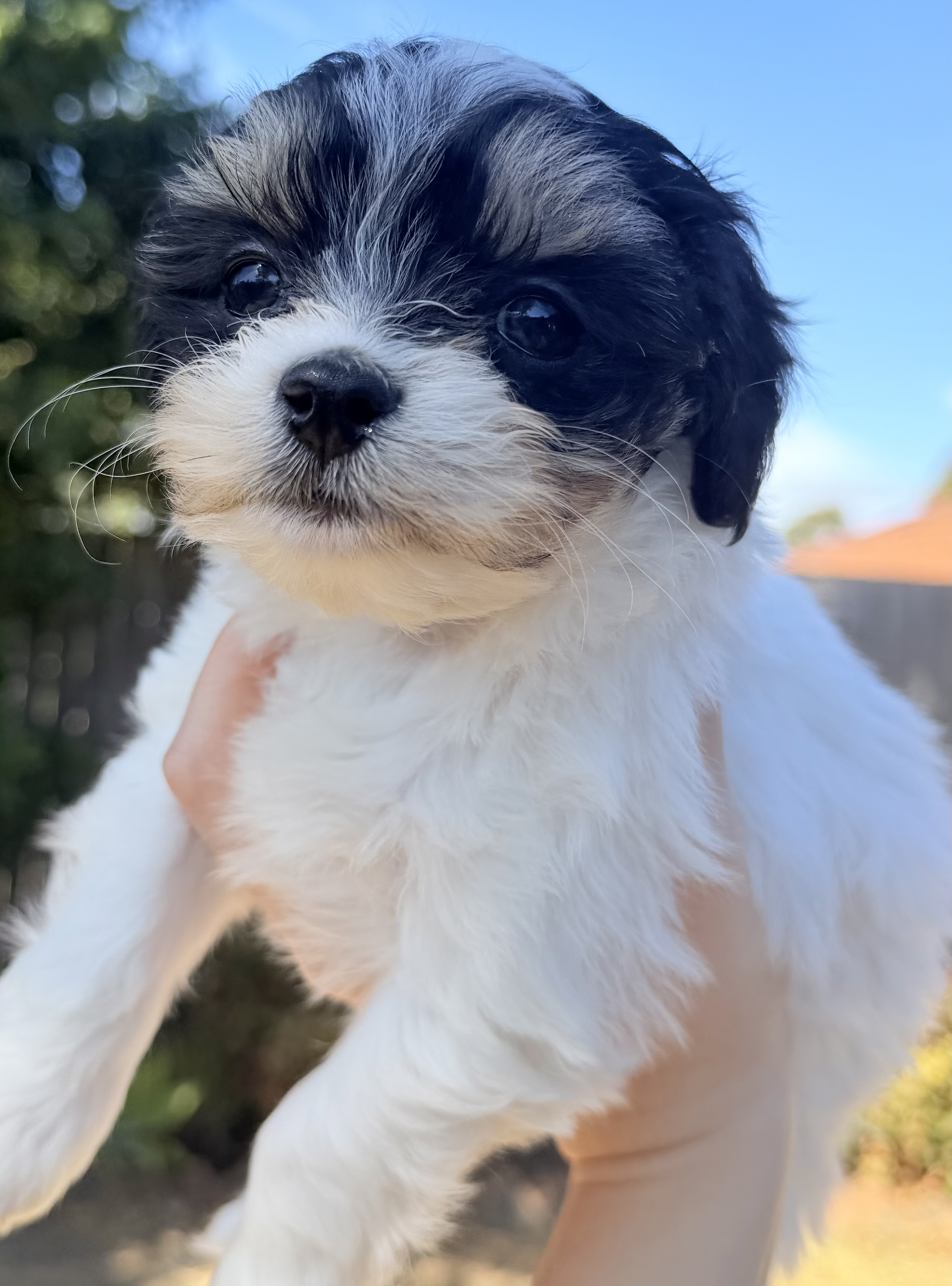 Maltese x Cavoodle puppies. — photo 7
